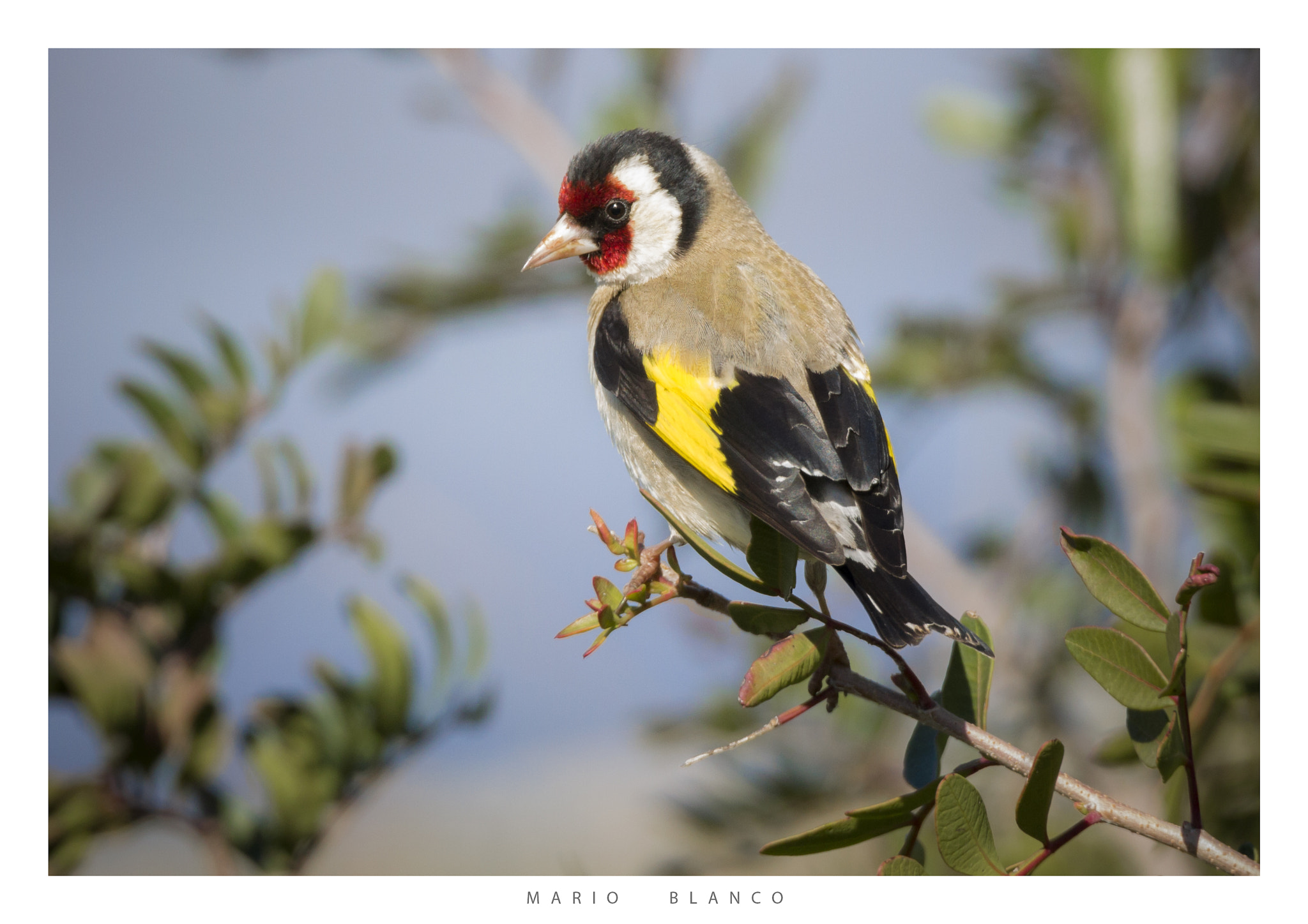 Canon EOS 1100D (EOS Rebel T3 / EOS Kiss X50) sample photo. The goldfinch photography