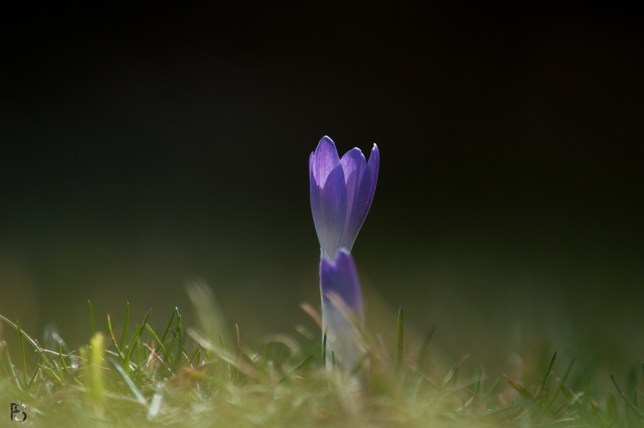 Nikon D5000 sample photo. Flower power photography