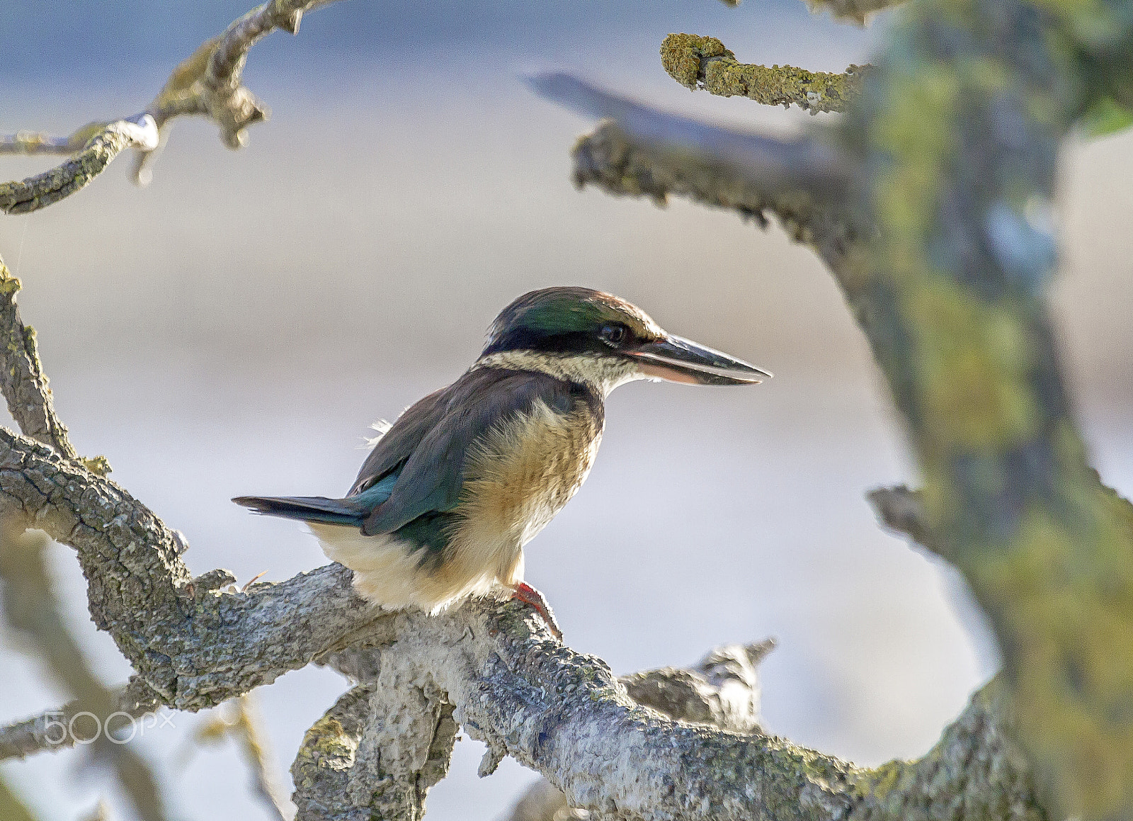 Canon EF 100-400mm F4.5-5.6L IS USM sample photo. Kingfisher photography