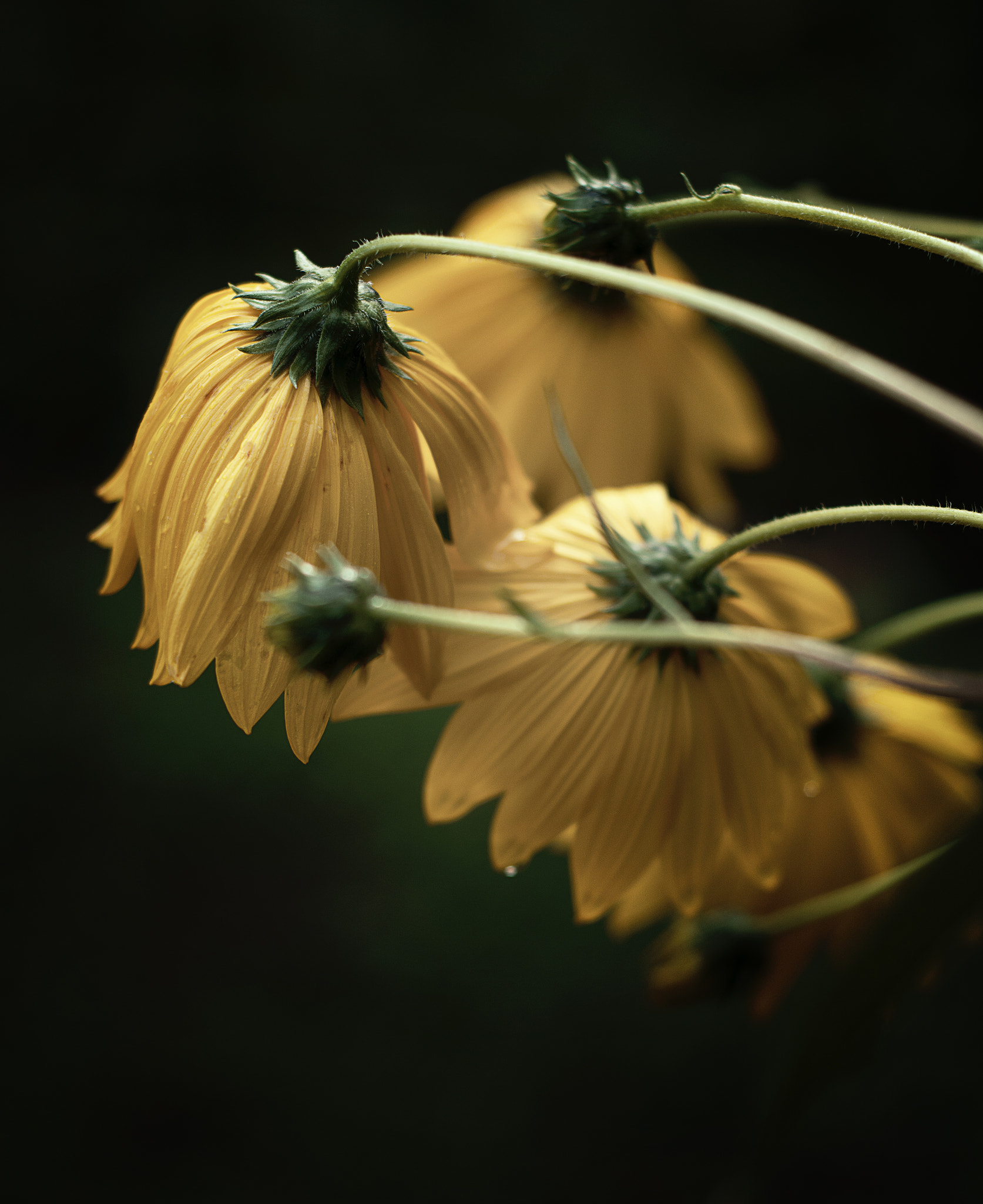 Nikon D5200 + Nikon AF Nikkor 50mm F1.8D sample photo. Exhausted. photography