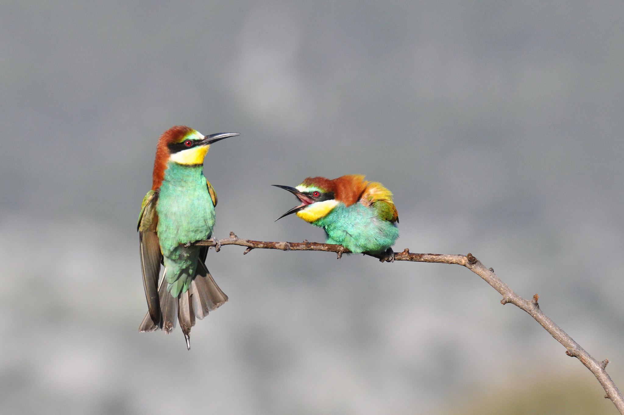 Sigma 150-600mm F5-6.3 DG OS HSM | S sample photo. Abejarucos photography