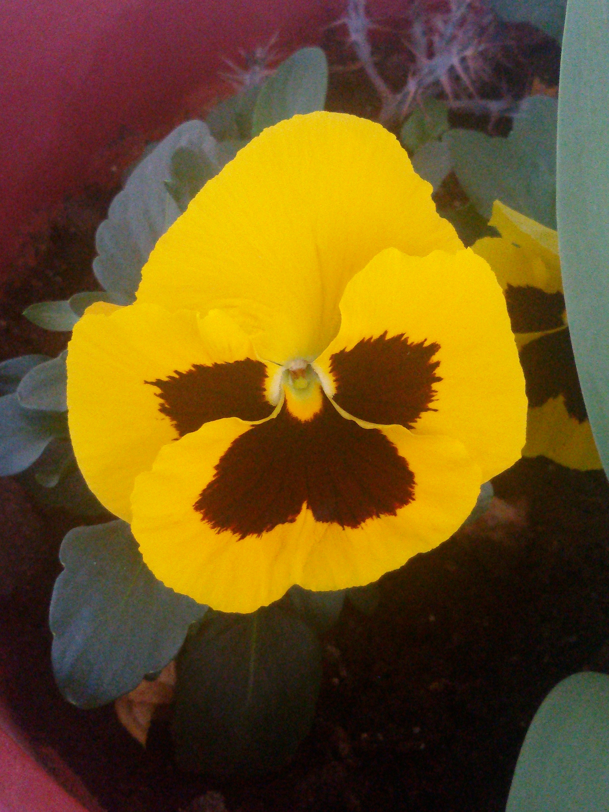 Samsung Galaxy S3 Neo sample photo. Pansy photography
