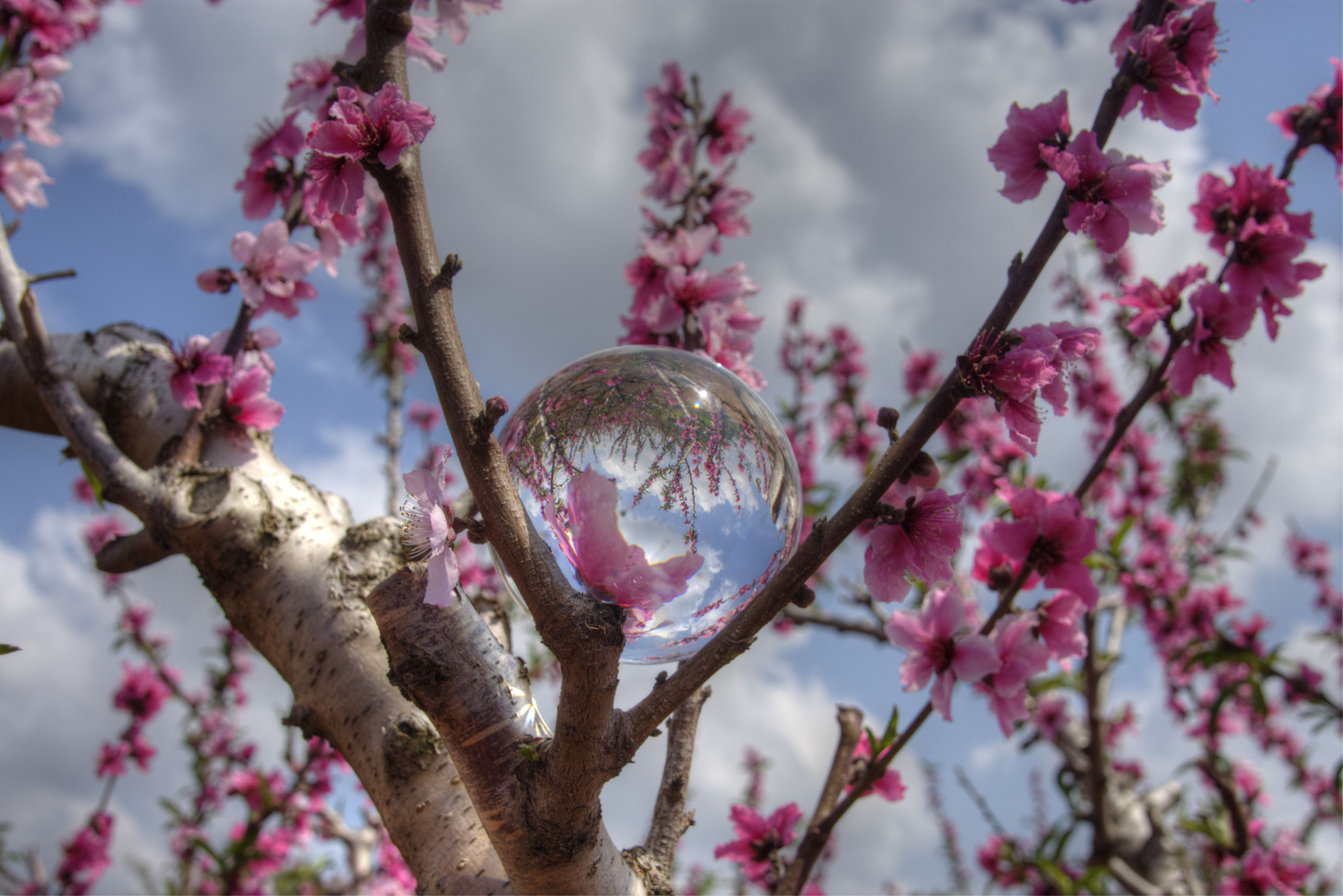 Nikon AF-S Nikkor 24-120mm F4G ED VR sample photo. Flowering - crysrall ball photography