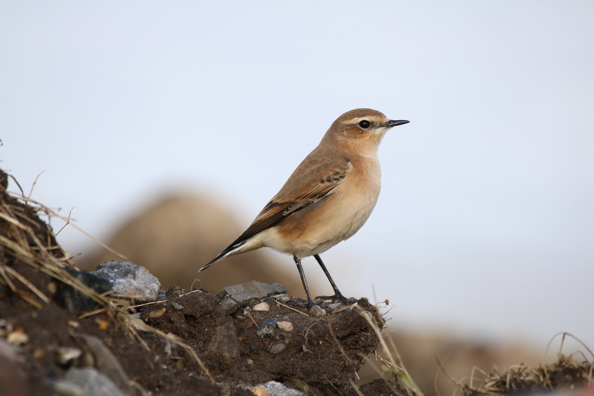 Canon EOS 760D (EOS Rebel T6s / EOS 8000D) sample photo. Northern wheatear photography
