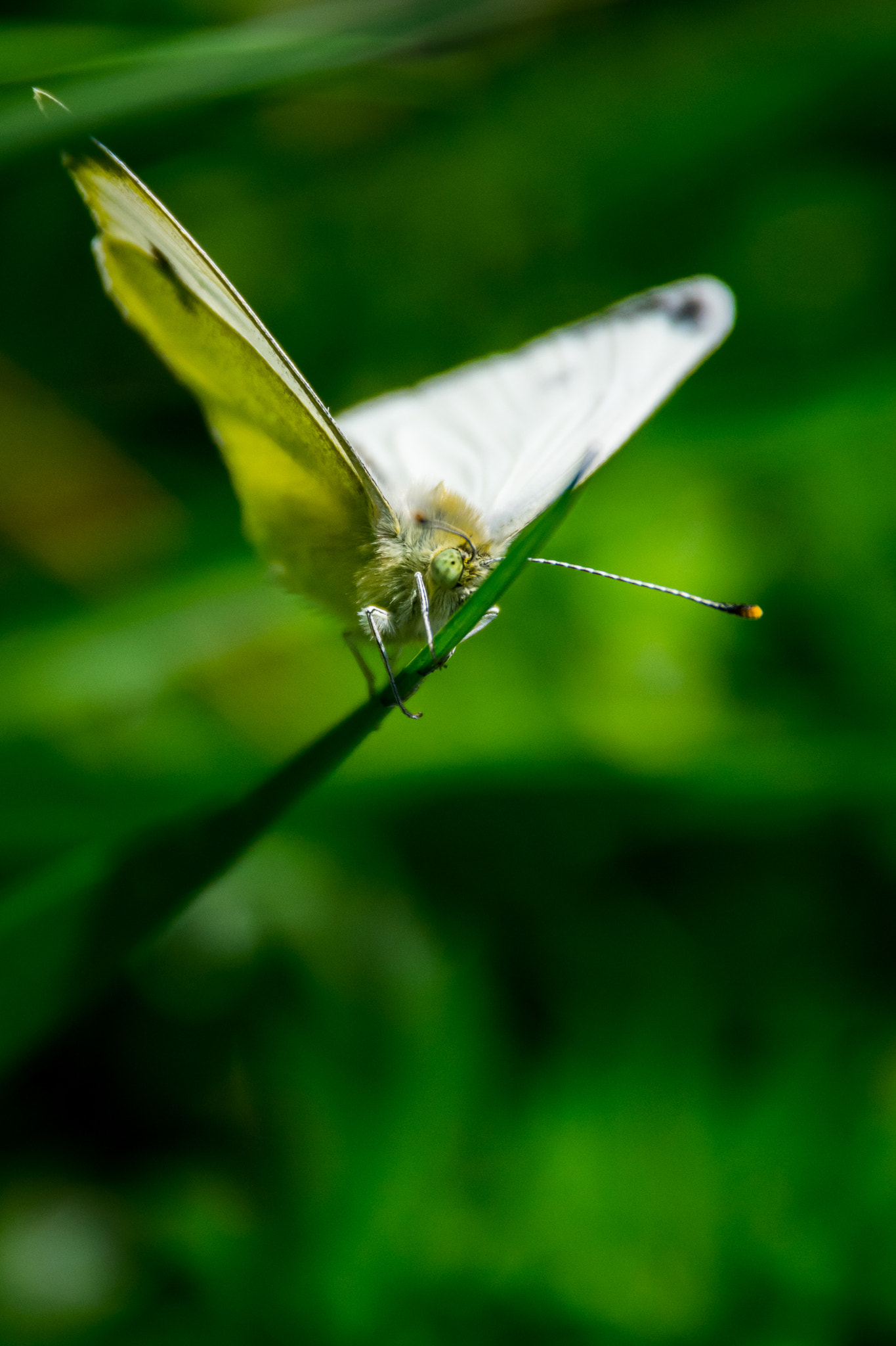 Sigma 18-250mm F3.5-6.3 DC Macro OS HSM sample photo. Nah dran photography