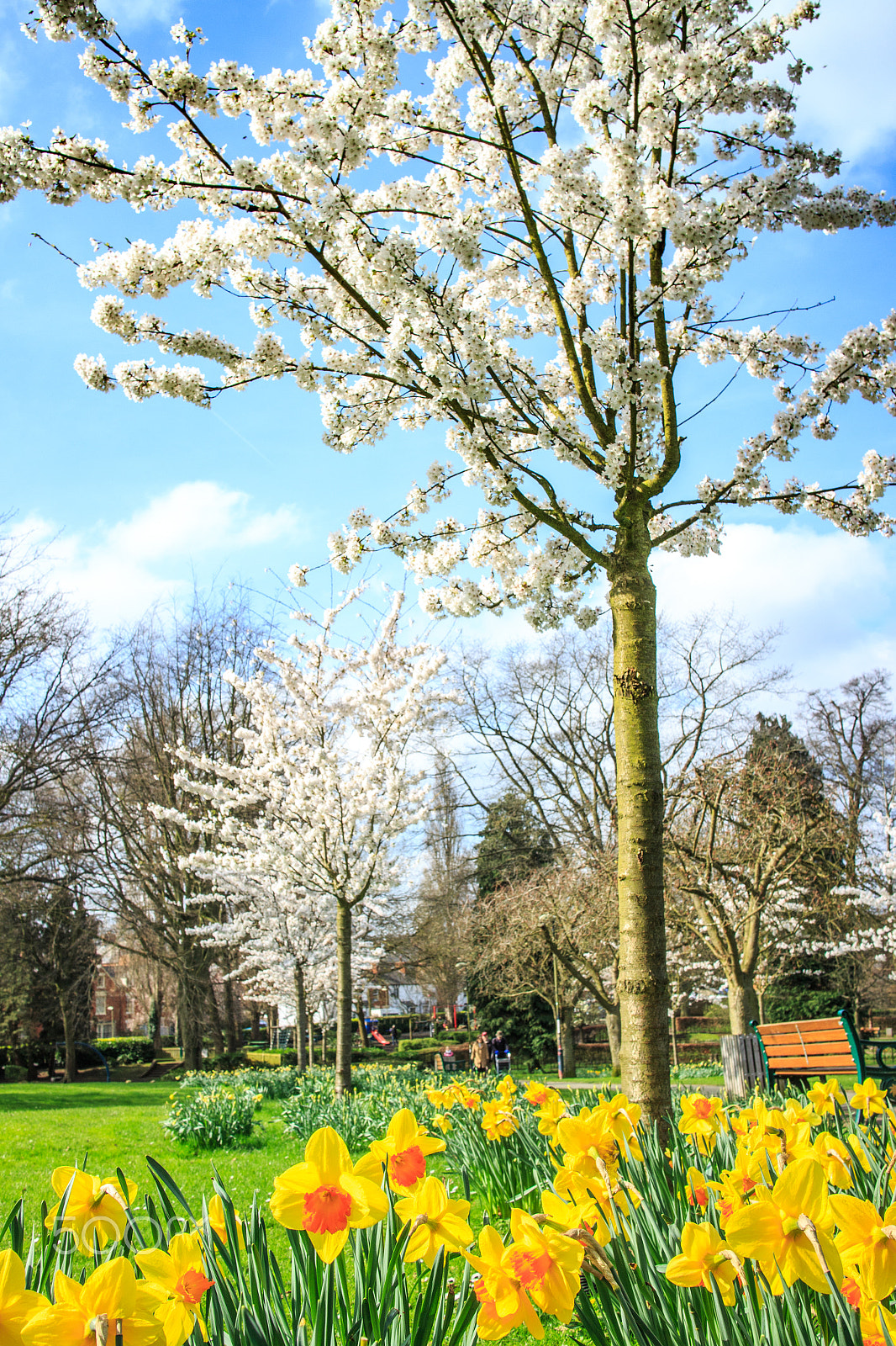 Canon EF-M 22mm F2 STM sample photo. Spring has sprung photography