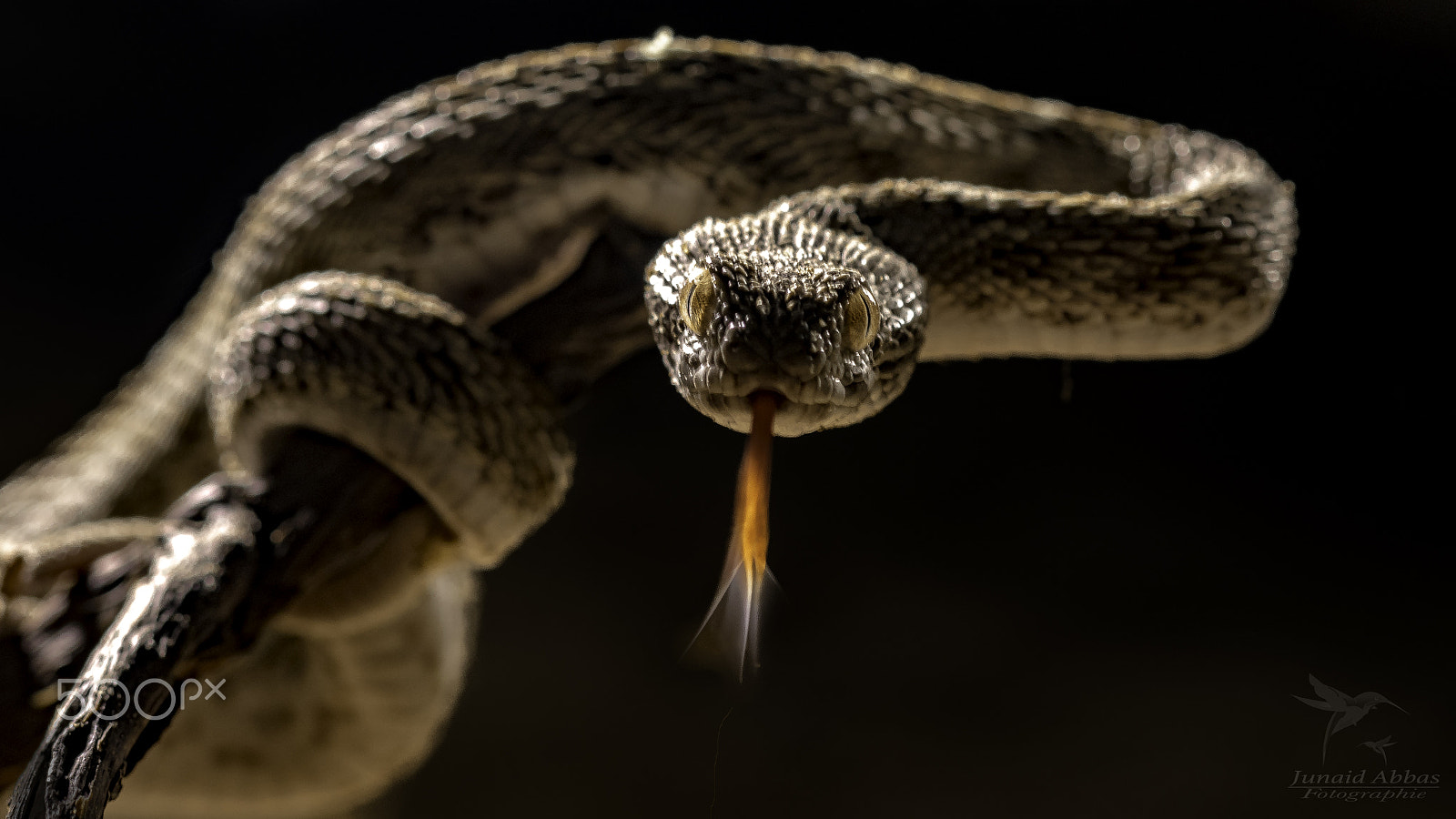 Nikon AF-S Micro-Nikkor 105mm F2.8G IF-ED VR sample photo. Sind saw scale viper photography