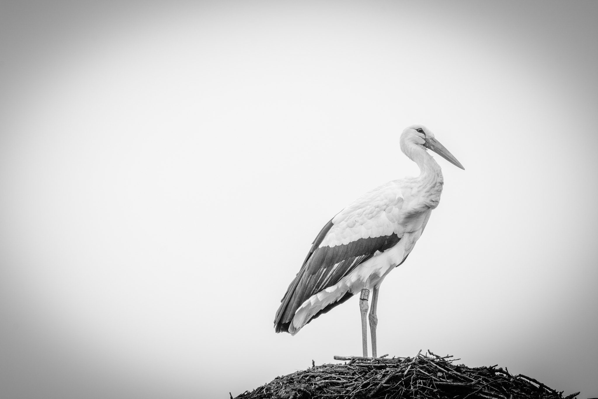 Nikon D7200 + Sigma 150-600mm F5-6.3 DG OS HSM | C sample photo. Lonely stork photography