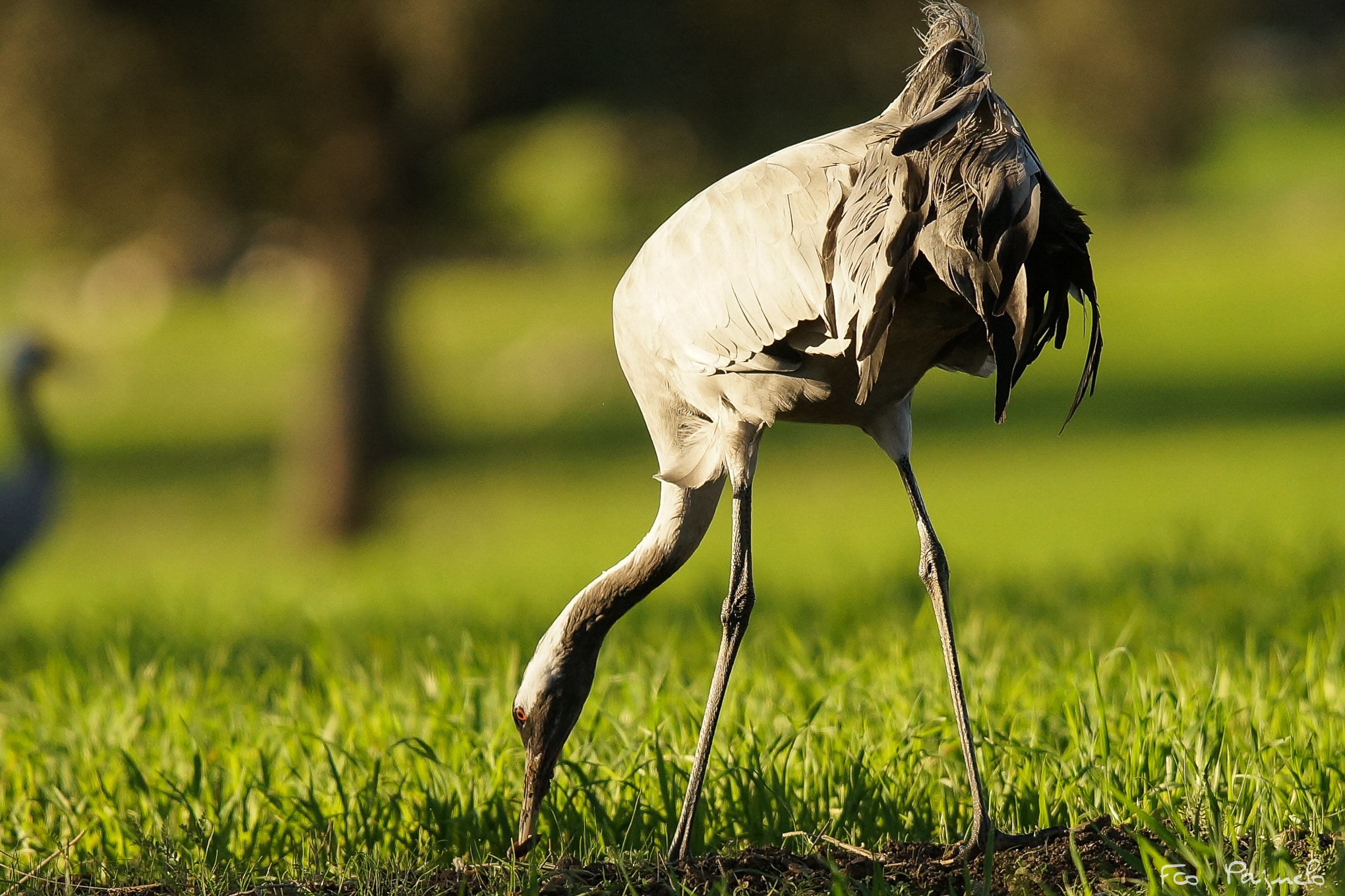 Sony a99 II sample photo. Grulla común  (grus grus) photography