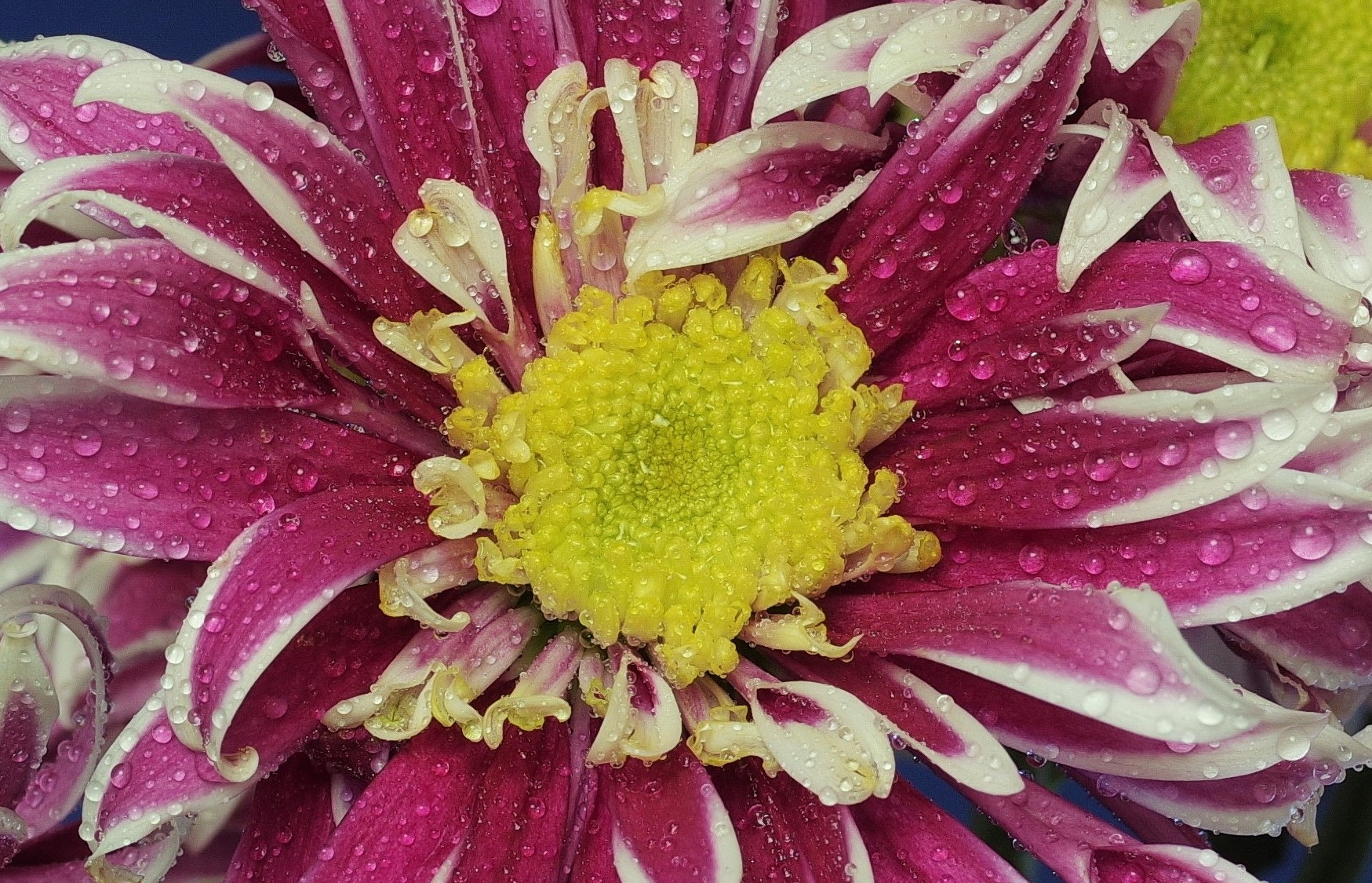 Pentax smc D-FA 50mm F2.8 Macro sample photo