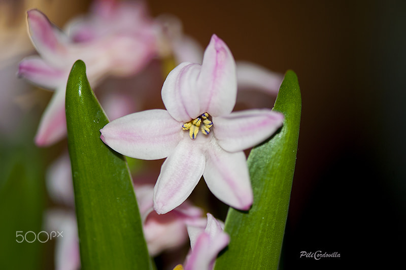 Nikon AF-S Micro-Nikkor 105mm F2.8G IF-ED VR sample photo. Jacinto photography