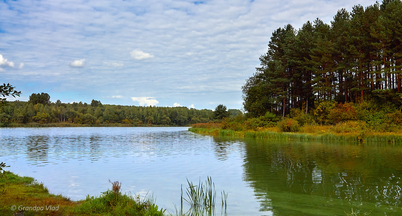 Canon EOS 1100D (EOS Rebel T3 / EOS Kiss X50) sample photo. Autumn, river and pines... photography