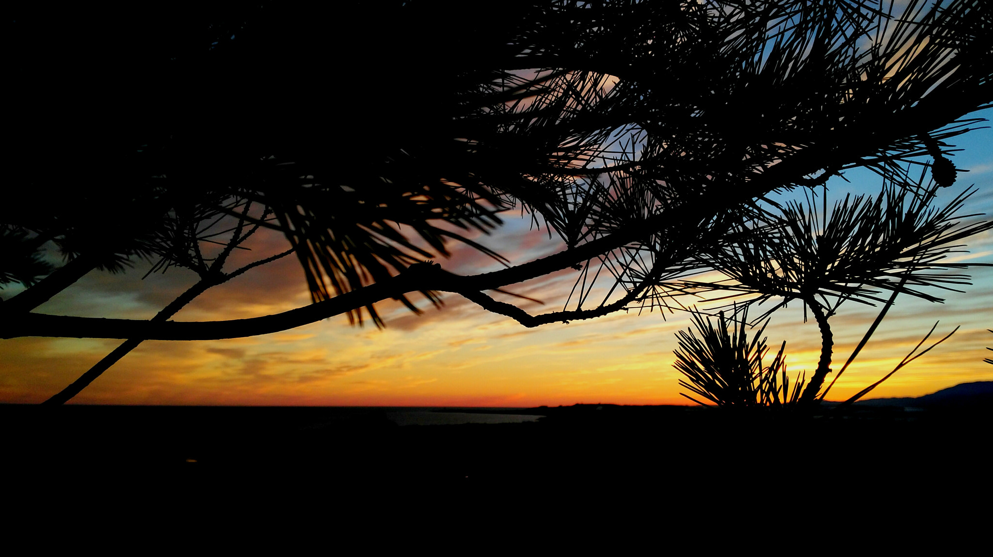 HUAWEI G7-L01 sample photo. Tree and sunset photography
