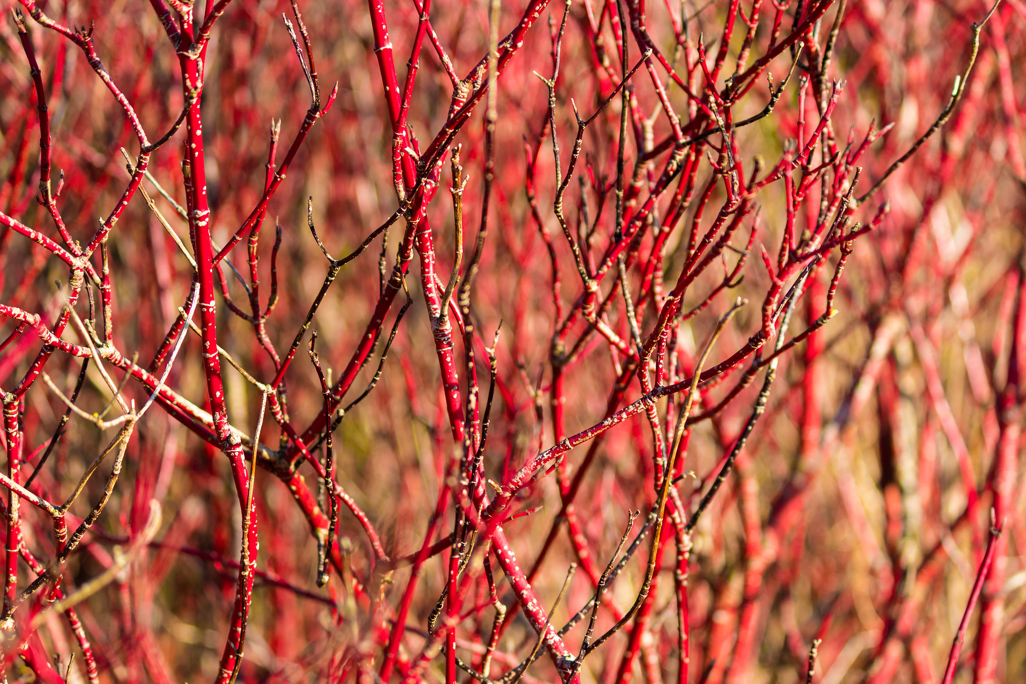 Canon EF-S 55-250mm F4-5.6 IS II sample photo. Red photography
