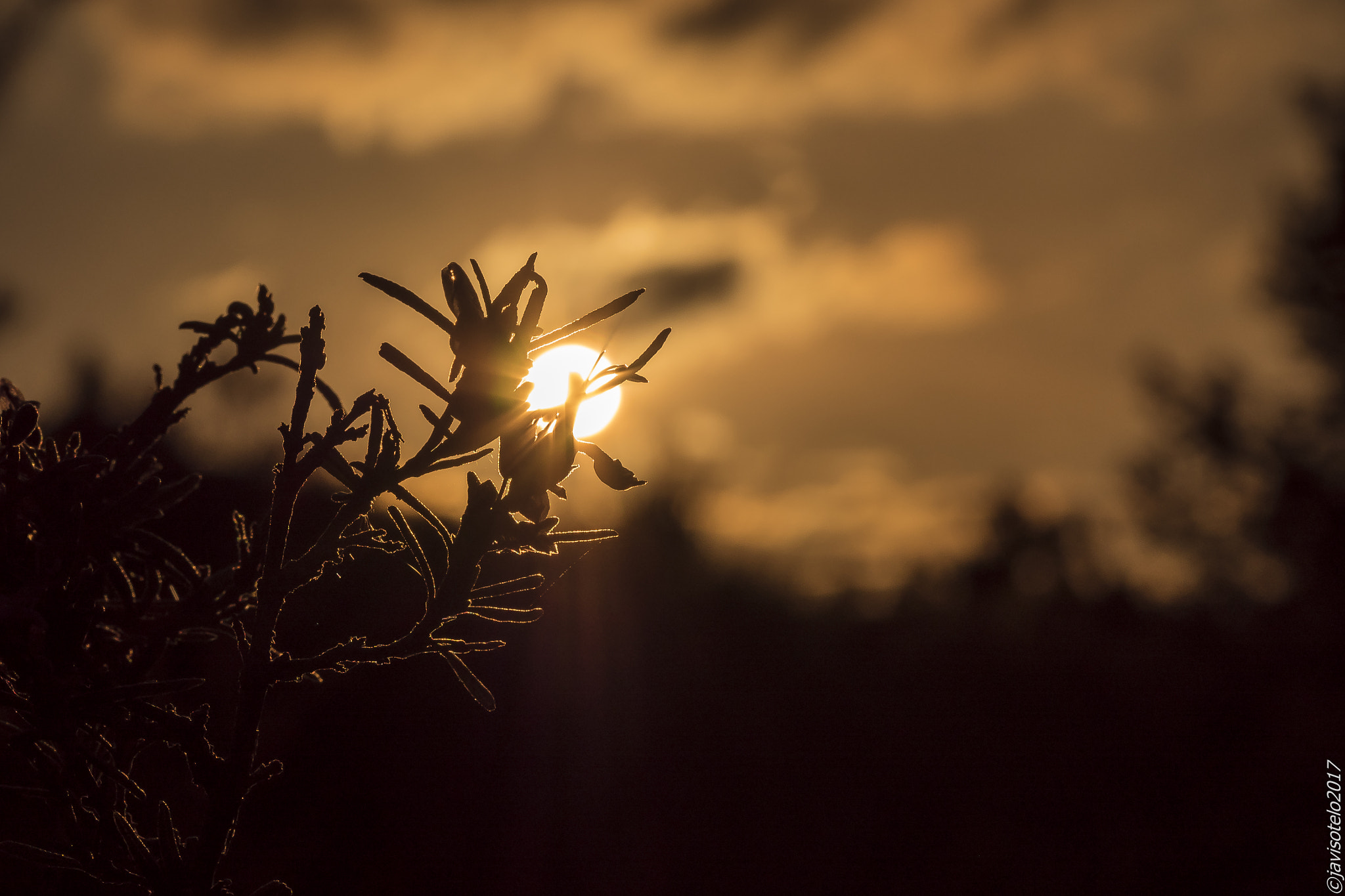 Olympus M.Zuiko Digital ED 60mm F2.8 Macro sample photo. Atardecer... photography