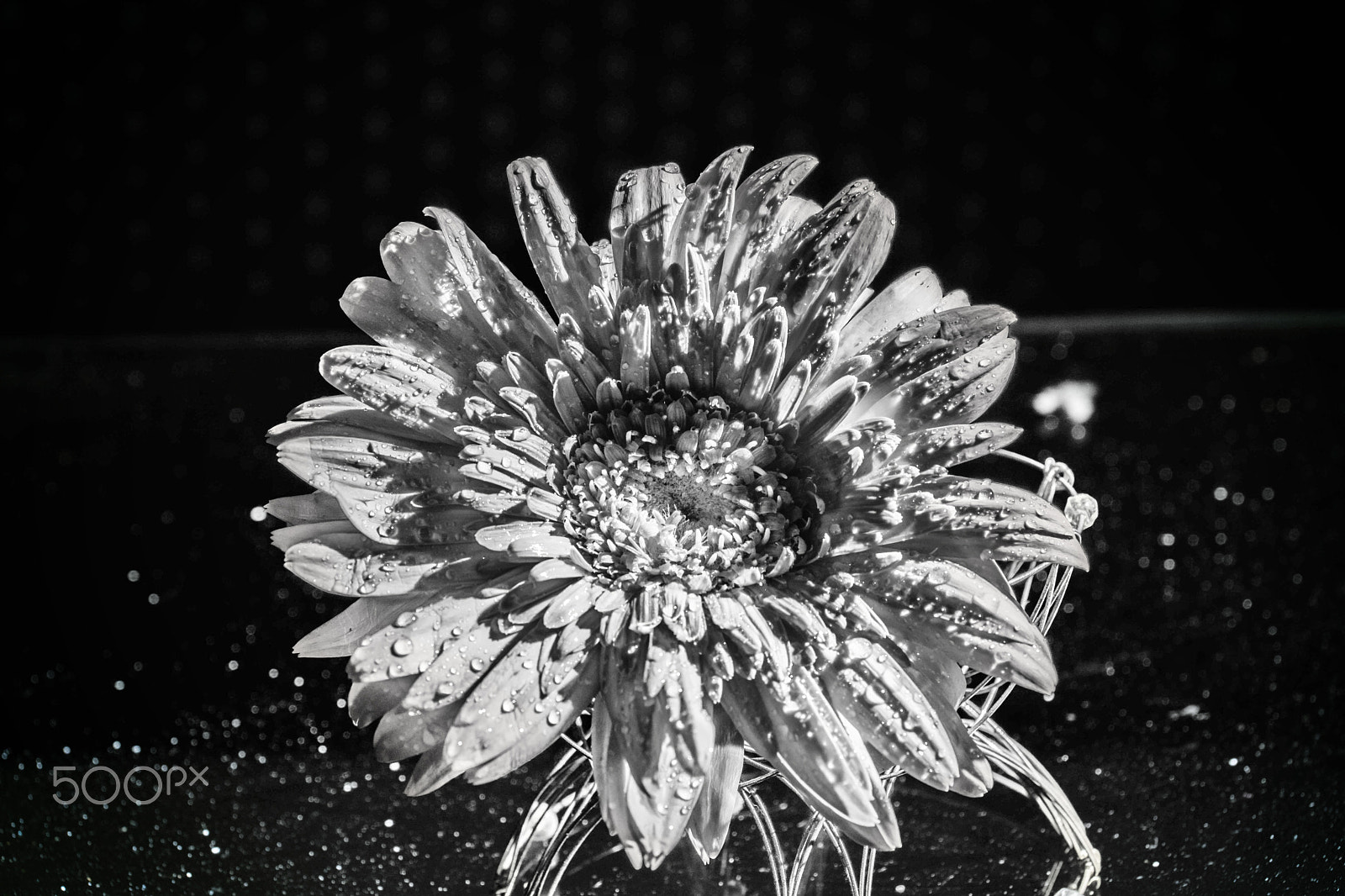 Sony DT 18-135mm F3.5-5.6 SAM sample photo. Capturing the soul in monochrome photography