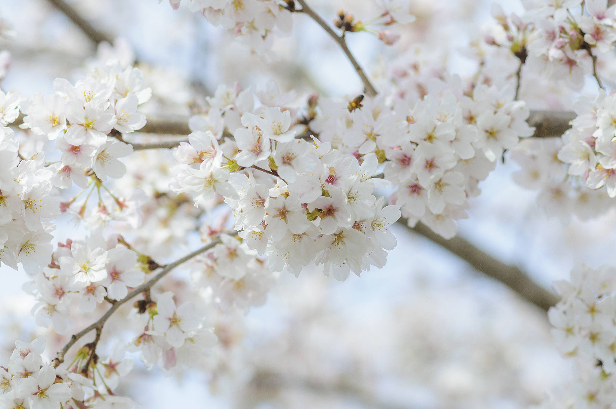 Nikon AF-S Micro-Nikkor 105mm F2.8G IF-ED VR sample photo. Spring is here photography