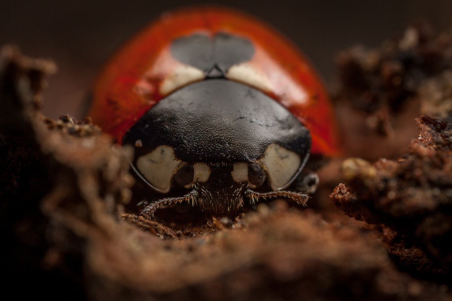 Canon EOS 5D Mark II + Canon MP-E 65mm F2.5 1-5x Macro Photo sample photo. Ladybird photography