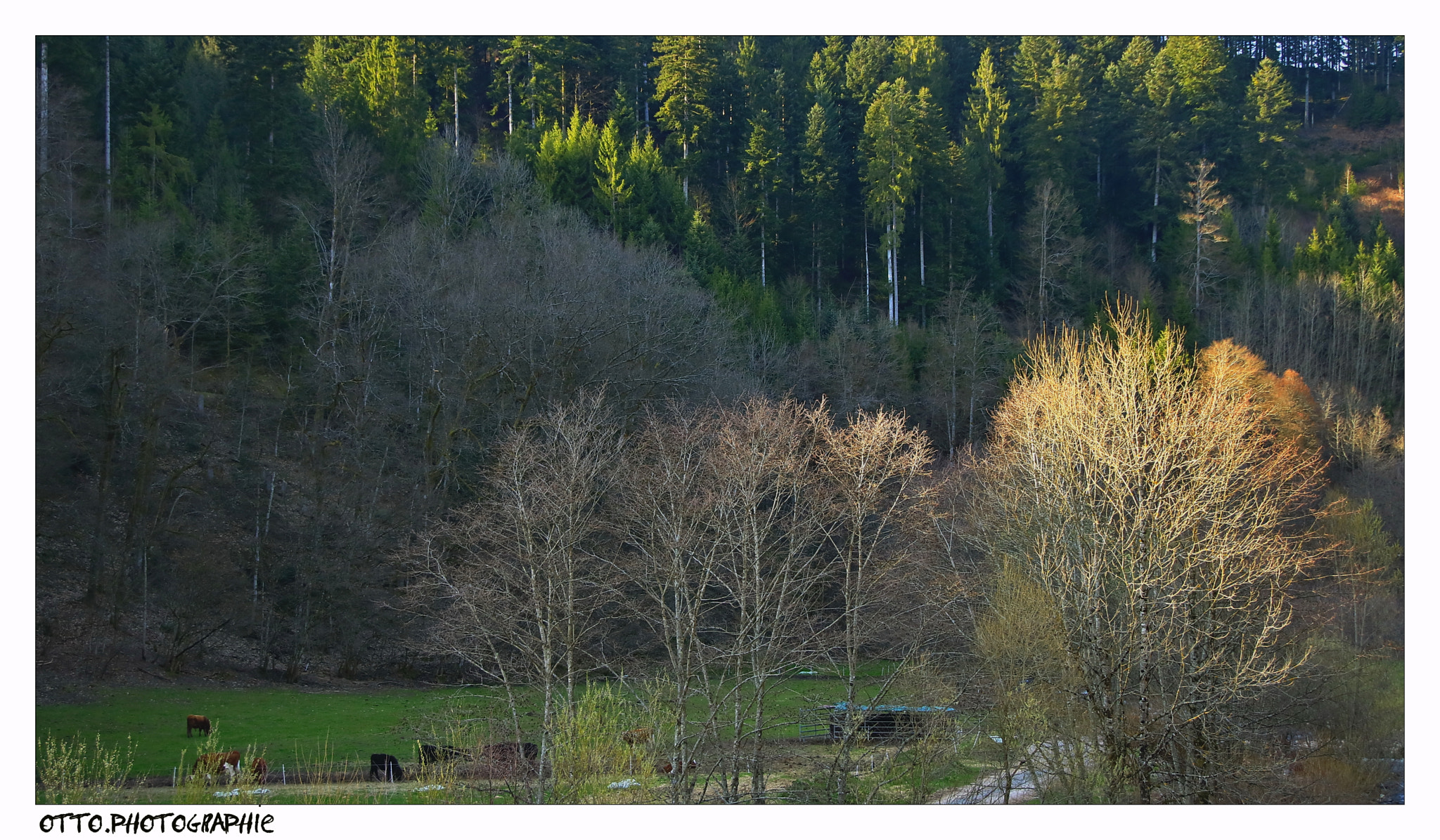 Canon EOS 750D (EOS Rebel T6i / EOS Kiss X8i) sample photo. Schwarzwald bei bad rippoldsau-schapbach photography