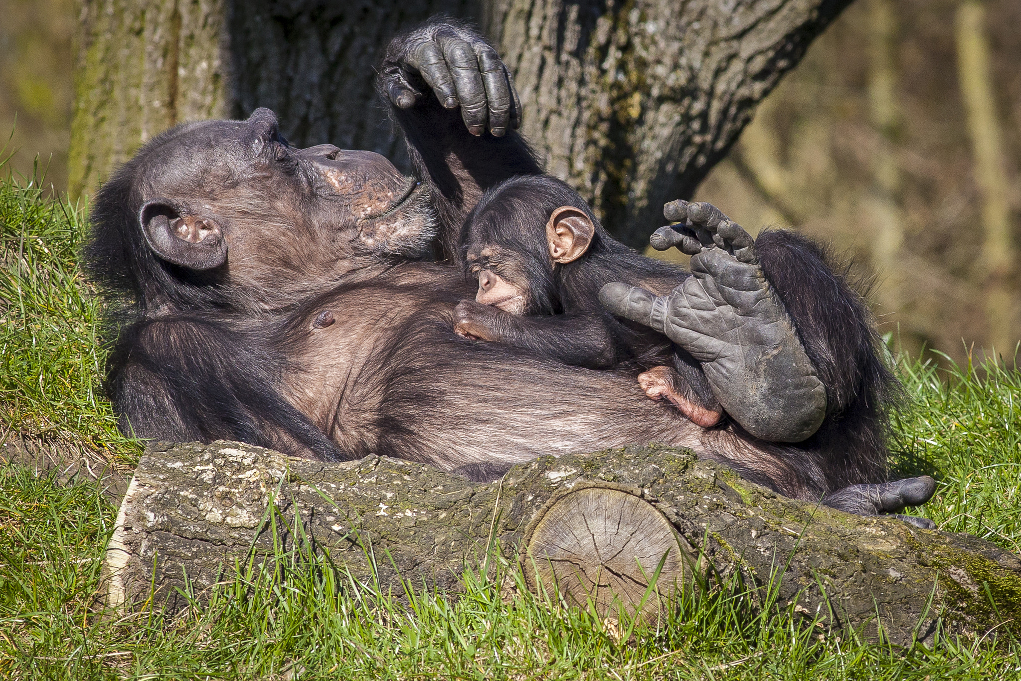 Canon EOS 5D Mark II + Canon EF 400mm F5.6L USM sample photo. Chimpanzee with baby at the zoo. photography