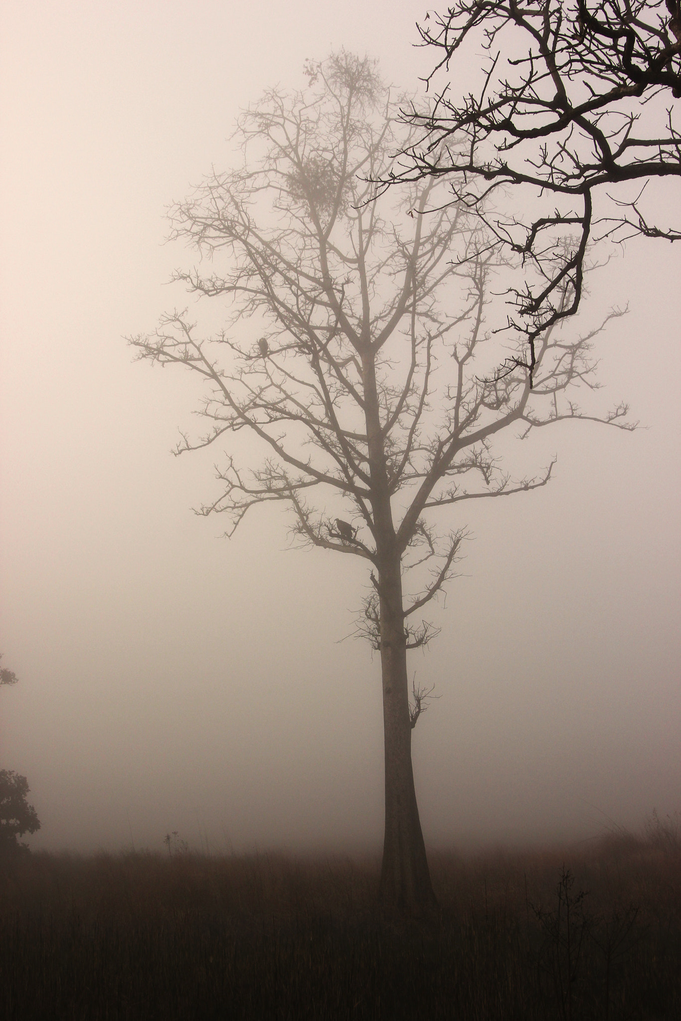 Canon EOS 550D (EOS Rebel T2i / EOS Kiss X4) sample photo. Fog photography