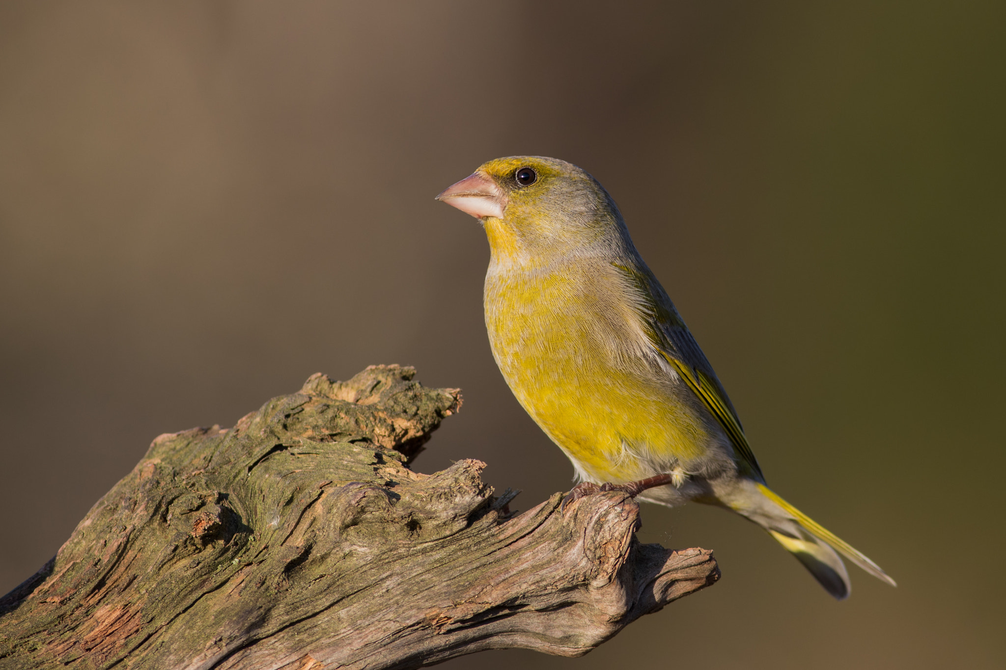 Canon EF 400mm F5.6L USM sample photo. Zvonek zelený (carduelis chloris)  photography