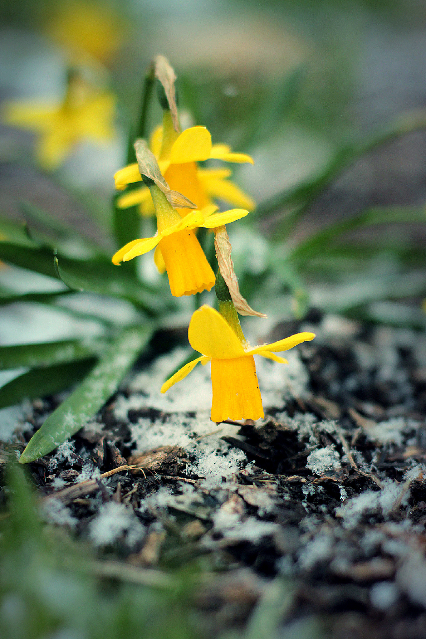 Canon EOS 550D (EOS Rebel T2i / EOS Kiss X4) sample photo. Greeting the king photography