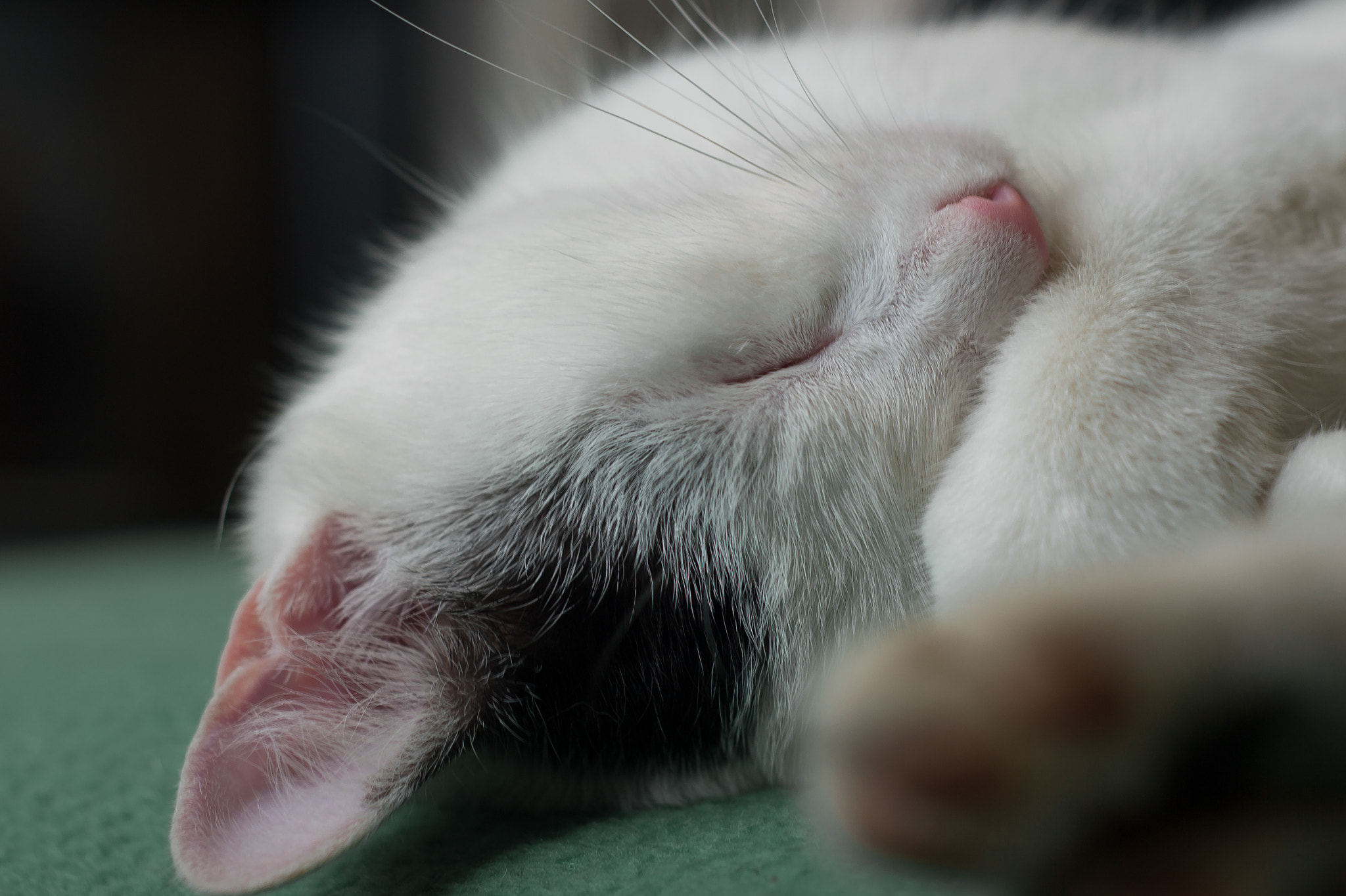 Nikon D3100 + Nikon AF Nikkor 50mm F1.8D sample photo. Sleeping cat photography