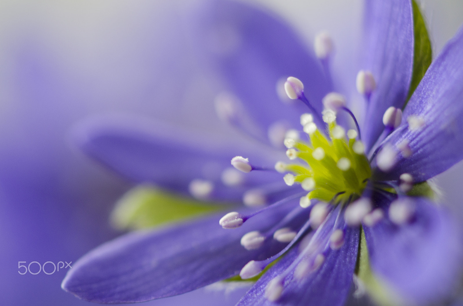 Nikon D7000 sample photo. Purple spring flower photography