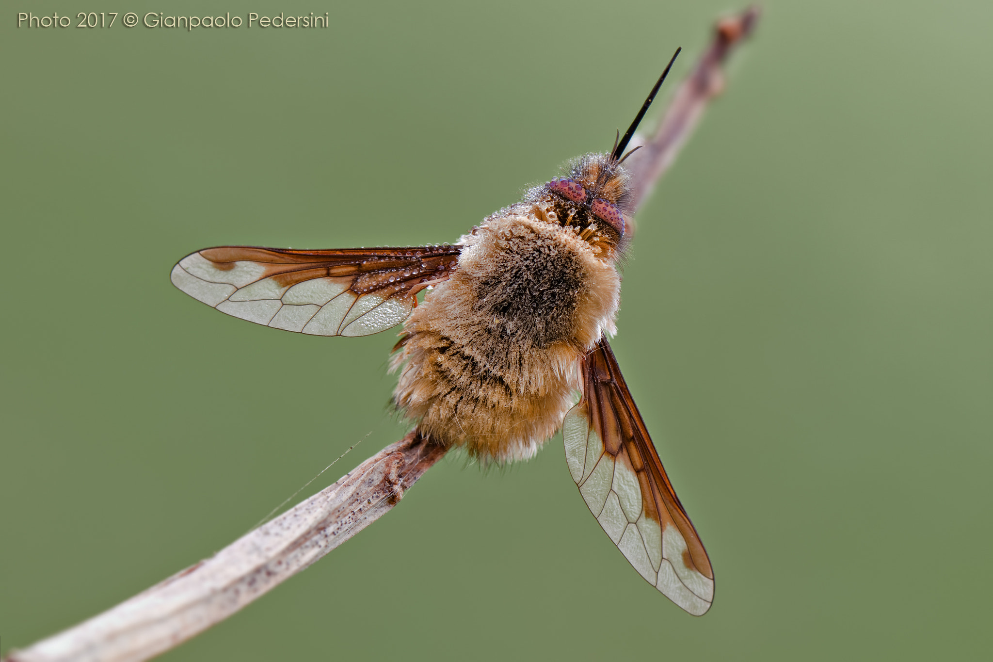 Canon EF 100mm F2.8L Macro IS USM sample photo. Bombylius major photography