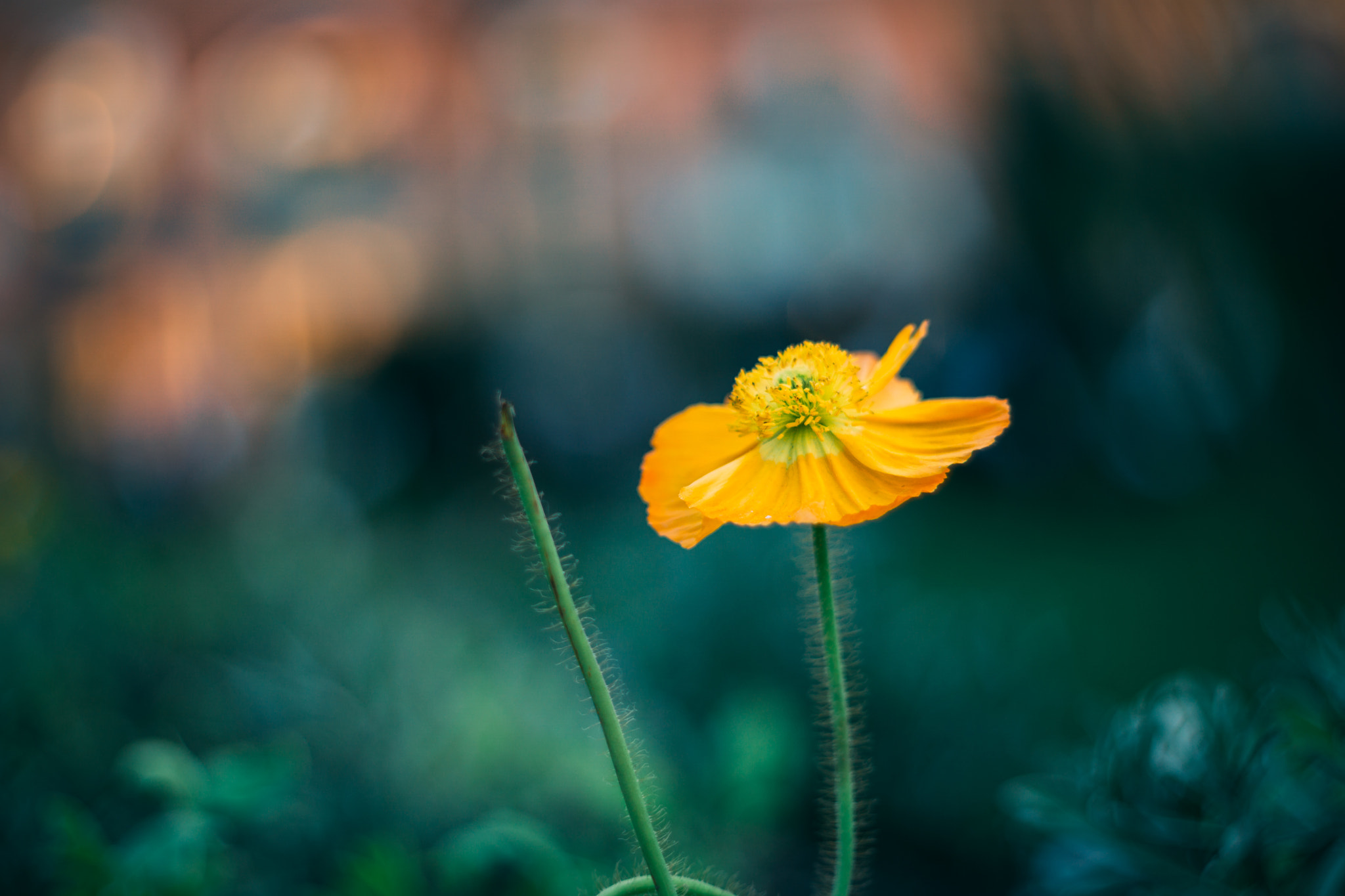 Sony a6000 + Sony DT 50mm F1.8 SAM sample photo. Yellow poppy photography