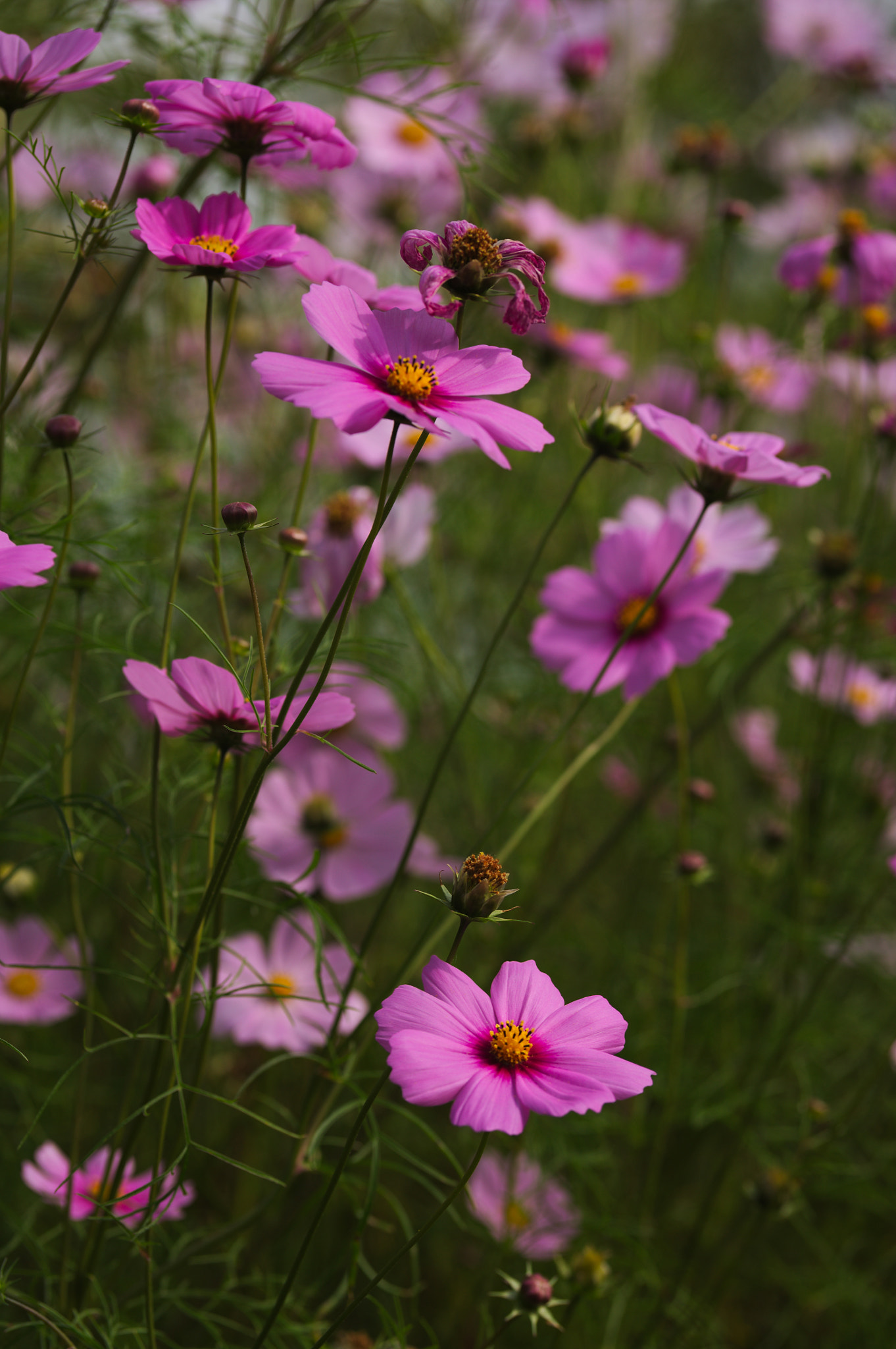 Canon EOS 5D + Sigma 105mm F2.8 EX DG Macro sample photo. Img_2962.jpg photography