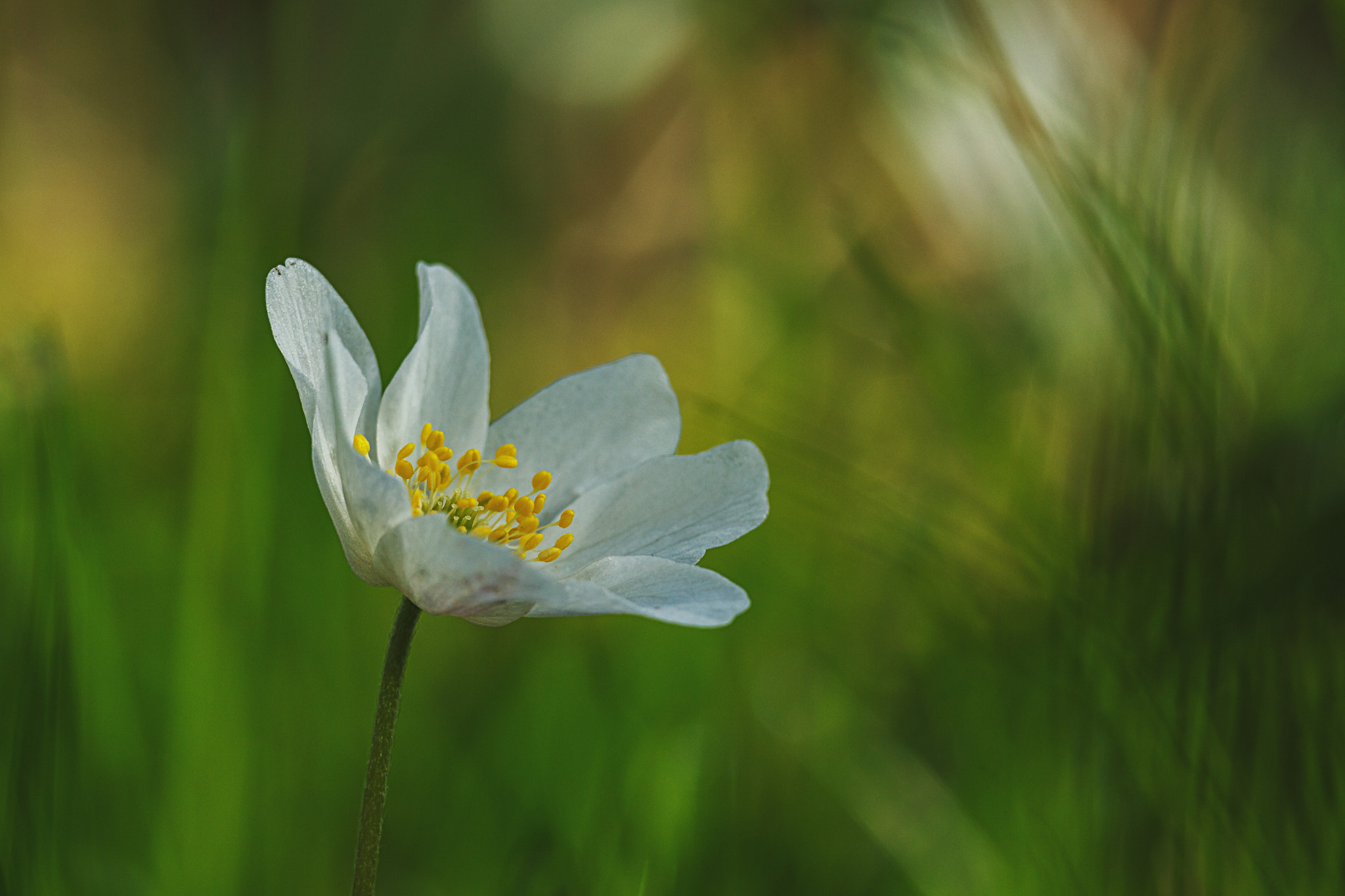 Canon EOS 700D (EOS Rebel T5i / EOS Kiss X7i) + Canon EF 70-200mm F4L IS USM sample photo. Anemone photography