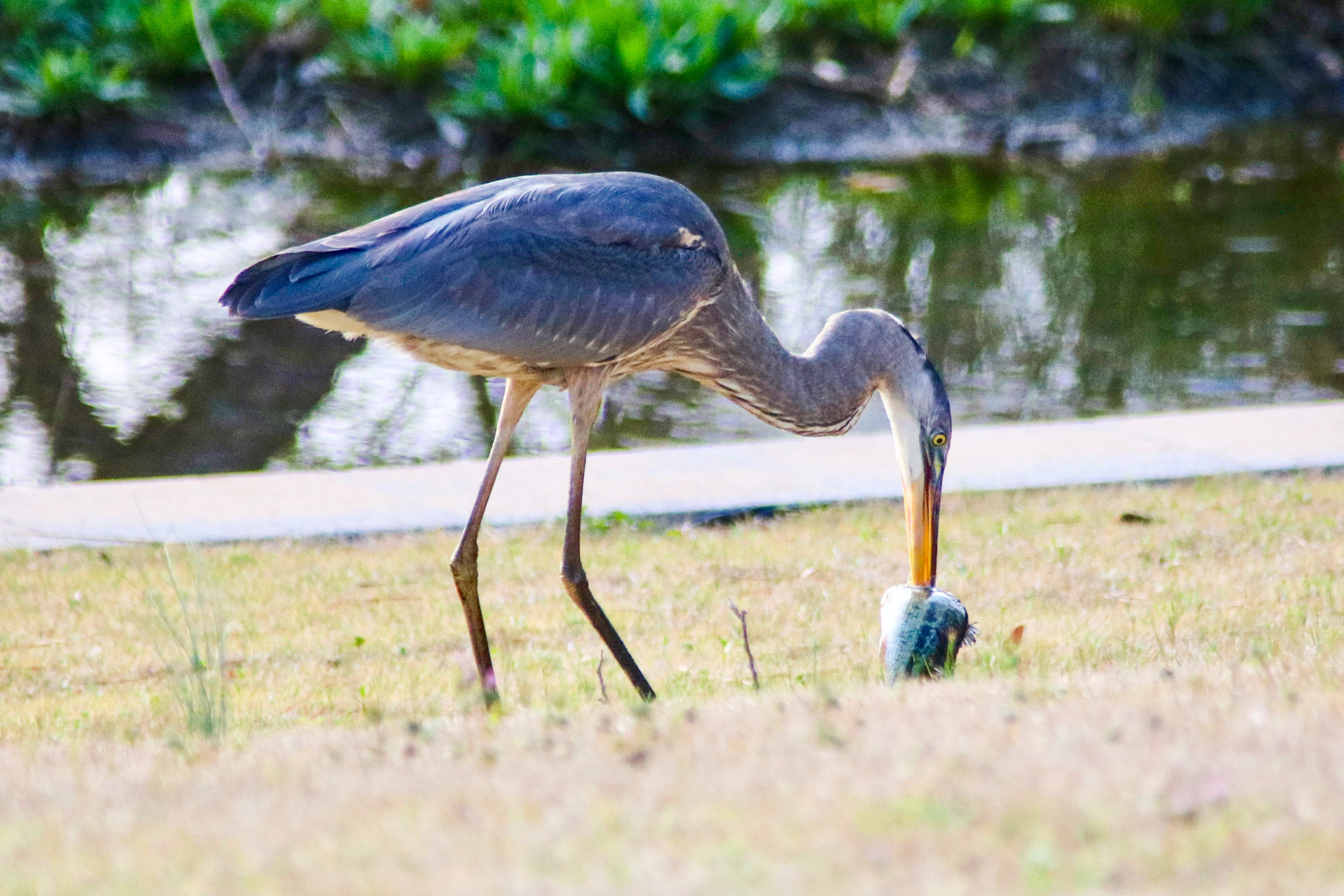 Canon EOS 760D (EOS Rebel T6s / EOS 8000D) sample photo. Caught a meal photography