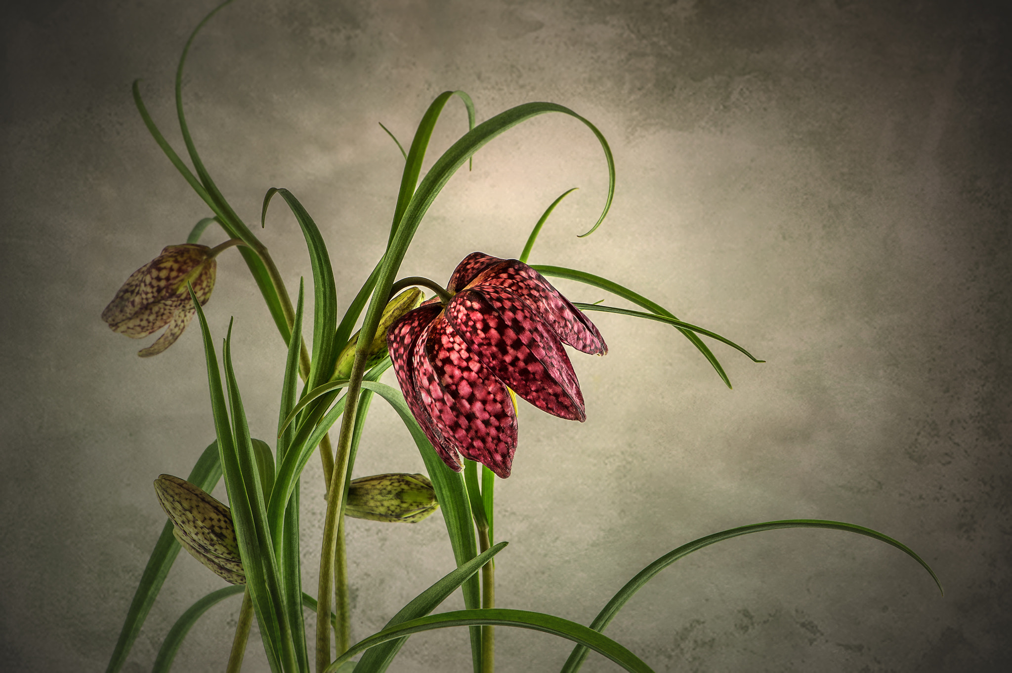 Nikon Df sample photo. Schachbrettblume photography
