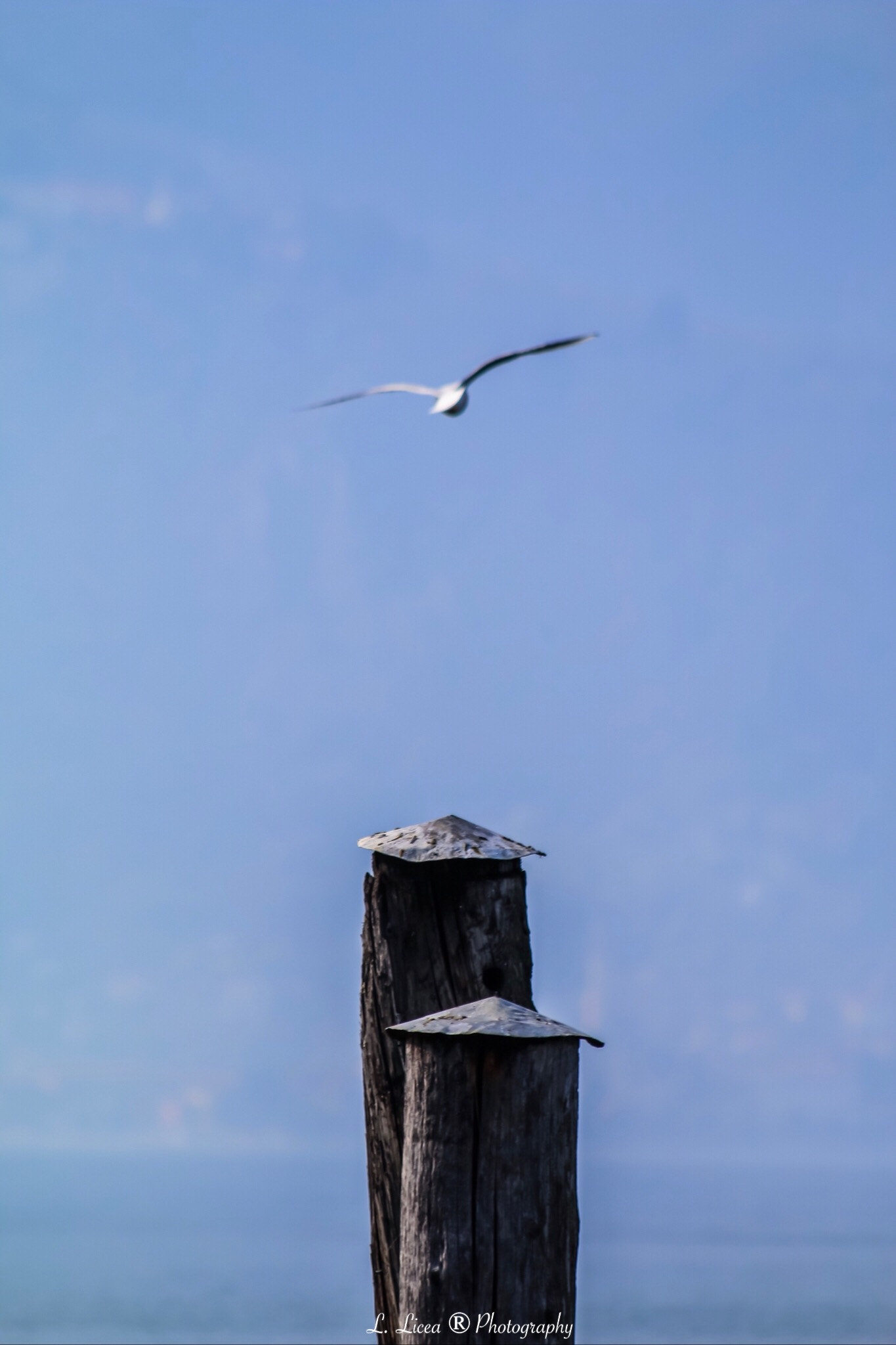 Canon EF 70-300mm F4-5.6 IS USM sample photo. Fly away 4 photography