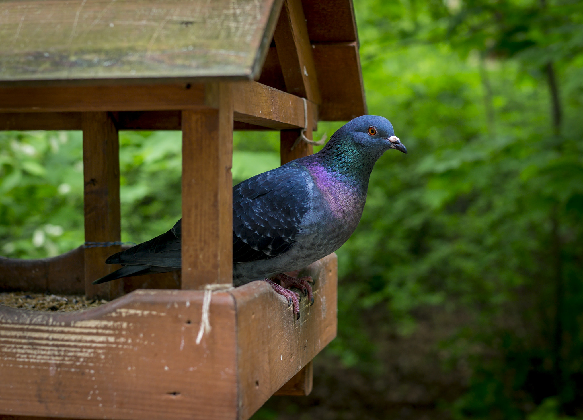Sony Cyber-shot DSC-RX1 + 35mm F2.0 sample photo. Dove photography
