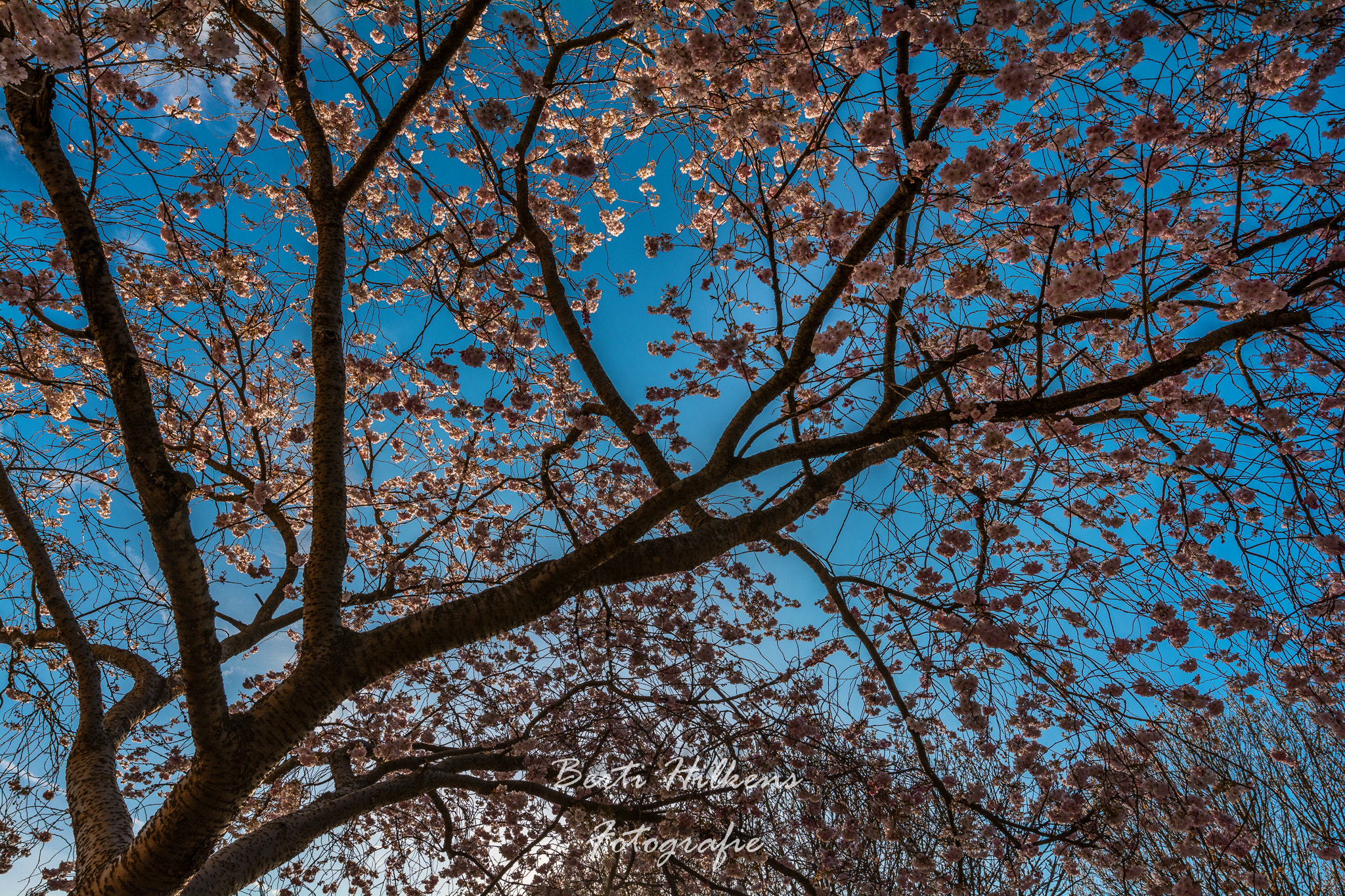 Tamron SP 15-30mm F2.8 Di VC USD sample photo. Spring photography