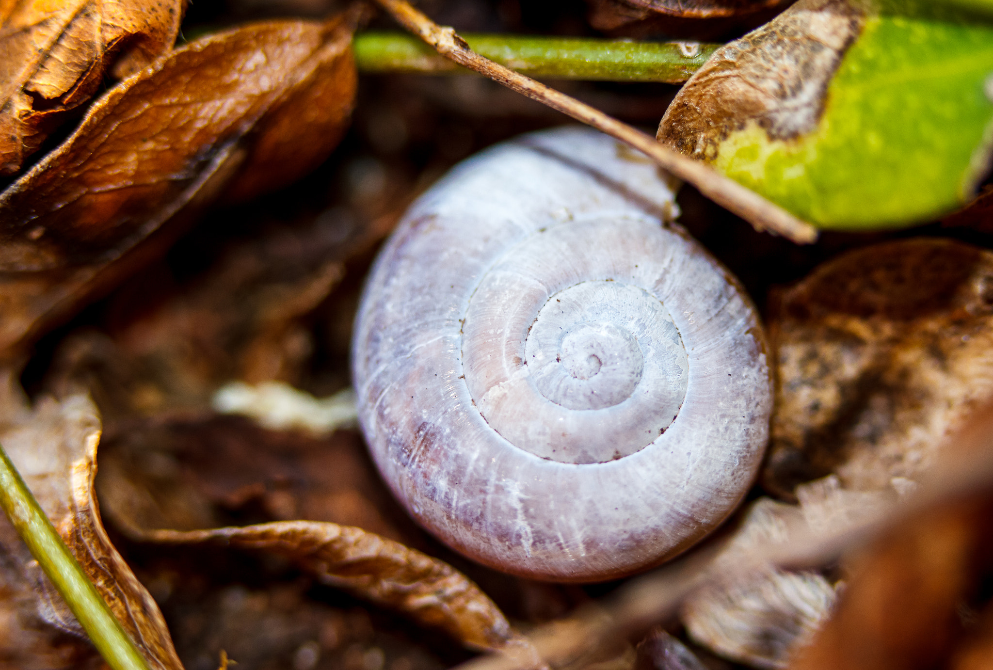Canon EF-S 60mm F2.8 Macro USM sample photo. Little snail photography