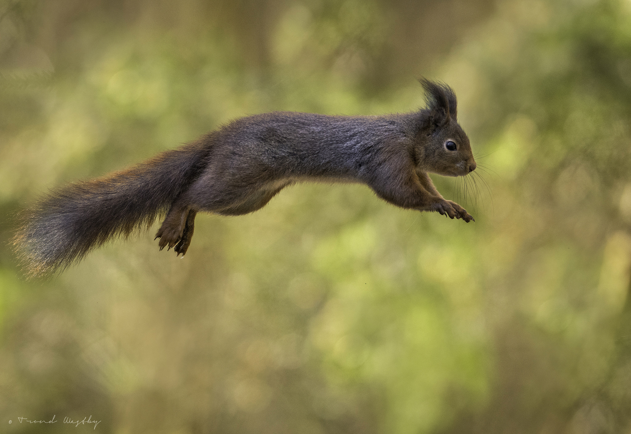Nikon D500 sample photo. Red squirrel photography