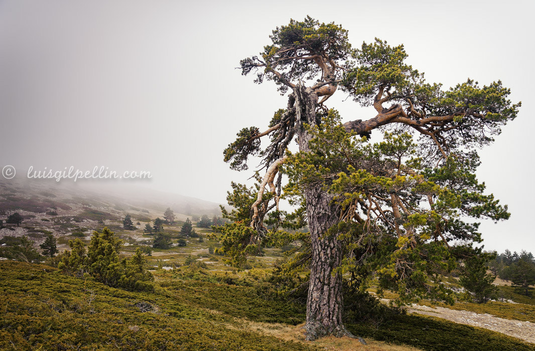 Nikon AF-S Nikkor 24-120mm F4G ED VR sample photo. Luis antonio gil pellín photography