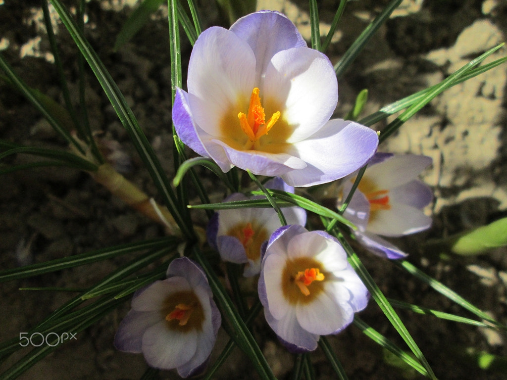 Canon PowerShot A810 sample photo. The sping is coming here photography