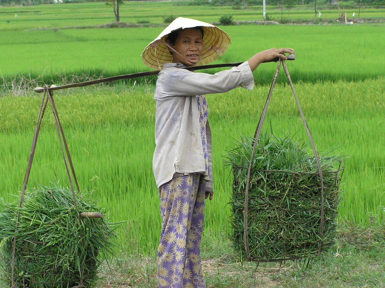 Olympus C765UZ sample photo. Rice field photography