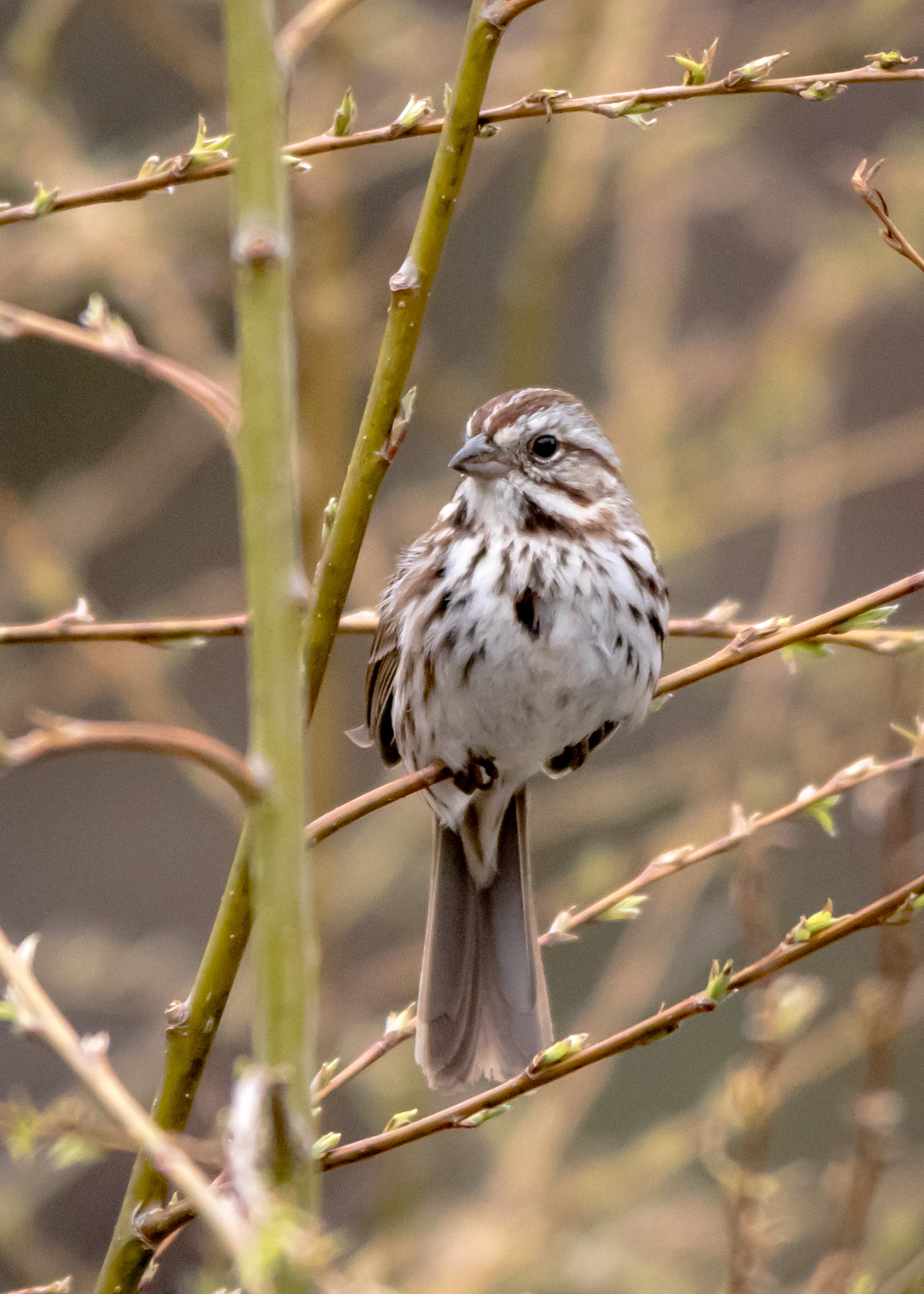 Sigma 150-500mm F5-6.3 DG OS HSM sample photo. Song sparrow photography