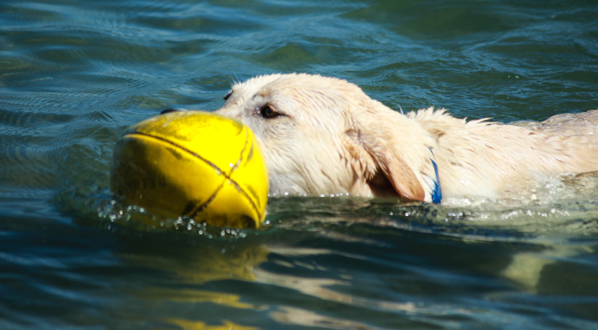 Canon EF-S 55-250mm F4-5.6 IS II sample photo. Definition of happiness photography