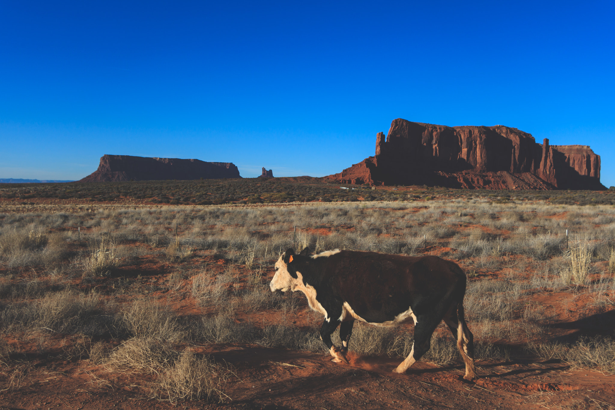 Canon EOS 750D (EOS Rebel T6i / EOS Kiss X8i) + Tamron AF 19-35mm f/3.5-4.5 sample photo. A cow in monument valley  photography