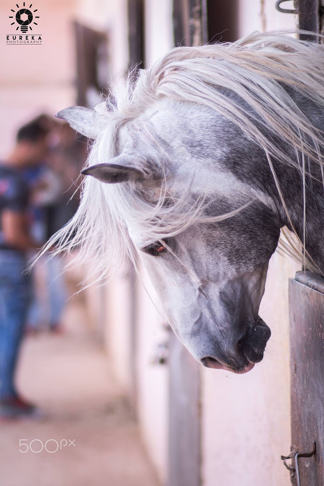 Canon EOS 70D + Canon EF 85mm F1.8 USM sample photo. A horse photography