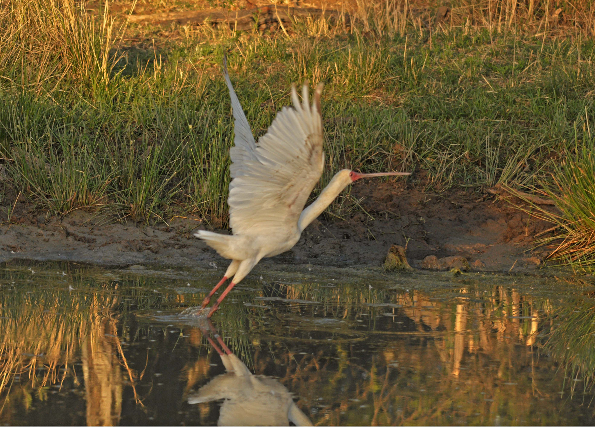 Nikon D90 + Sigma 150-500mm F5-6.3 DG OS HSM sample photo. Spoonbill photography