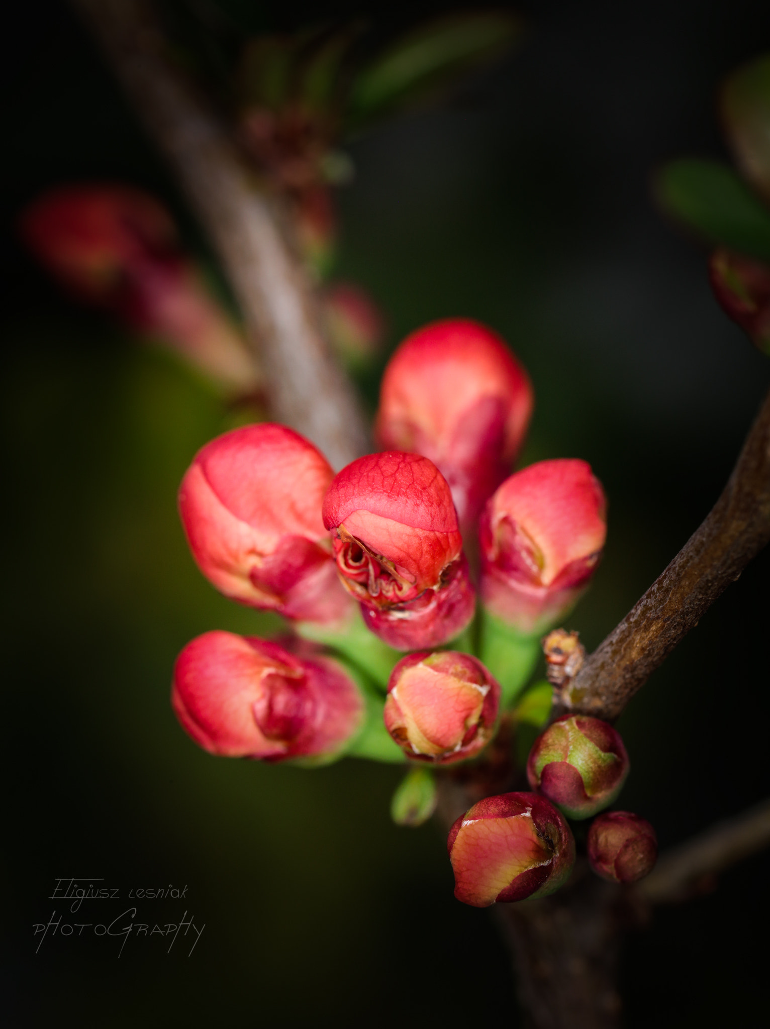 Canon EF 100mm F2.8L Macro IS USM sample photo. Spring wake up photography