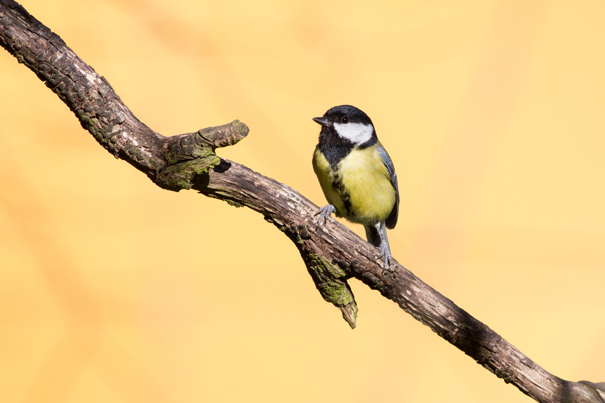 Canon EOS 7D sample photo. Great tit photography